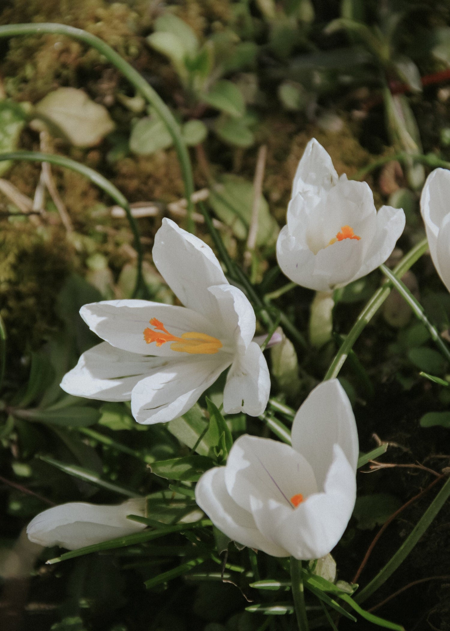 Crocus - Jeanne D'arc
