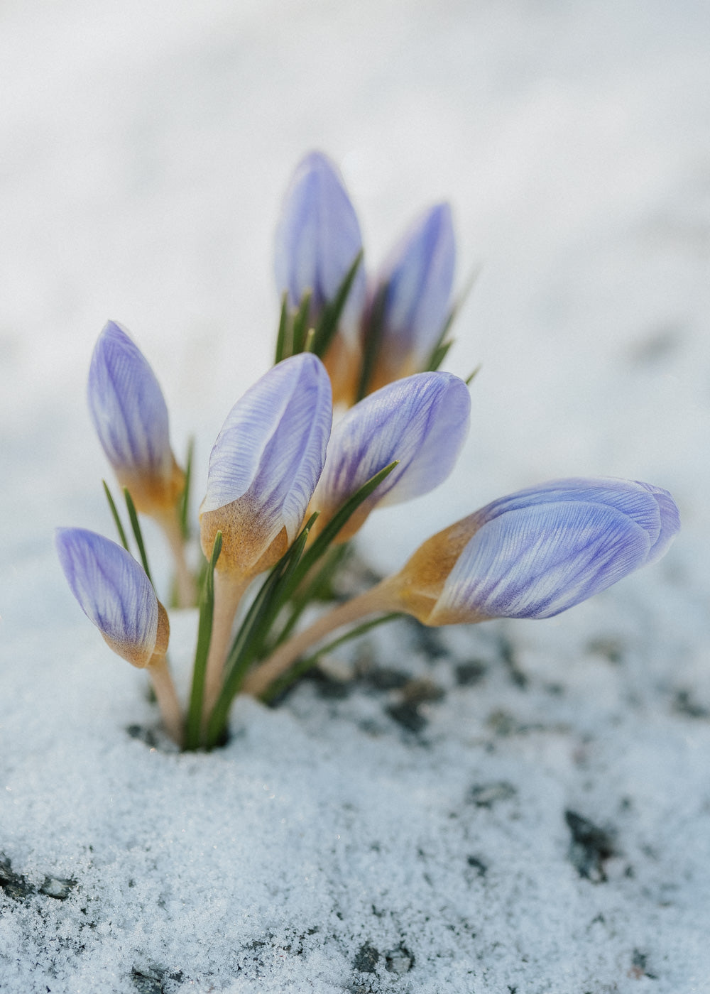 Crocus - Blue Pearl