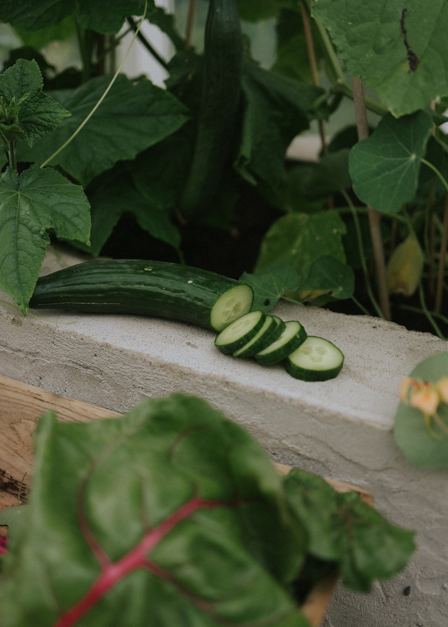 Slanggurka - Laureen F1