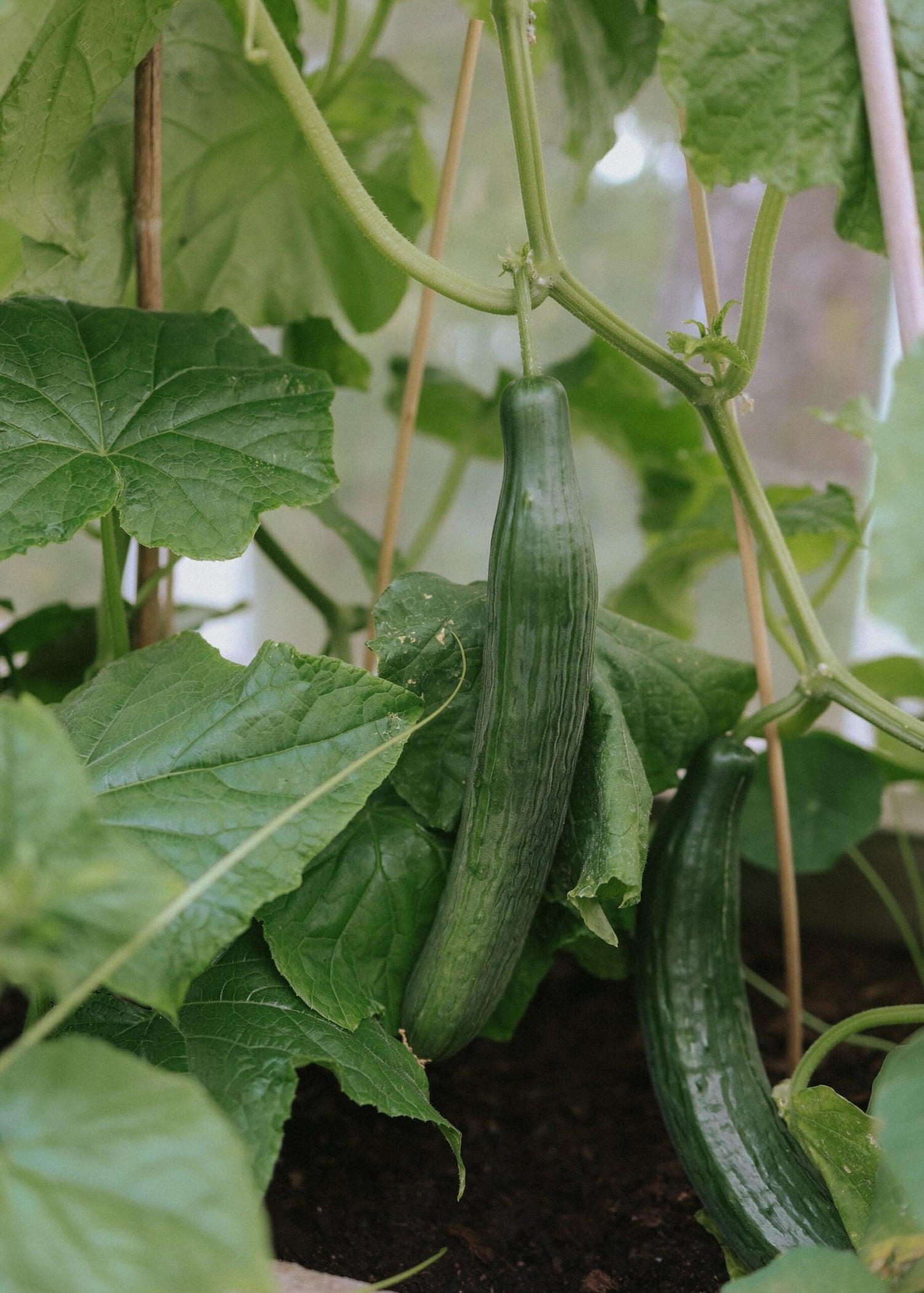 Slanggurka - Laureen F1