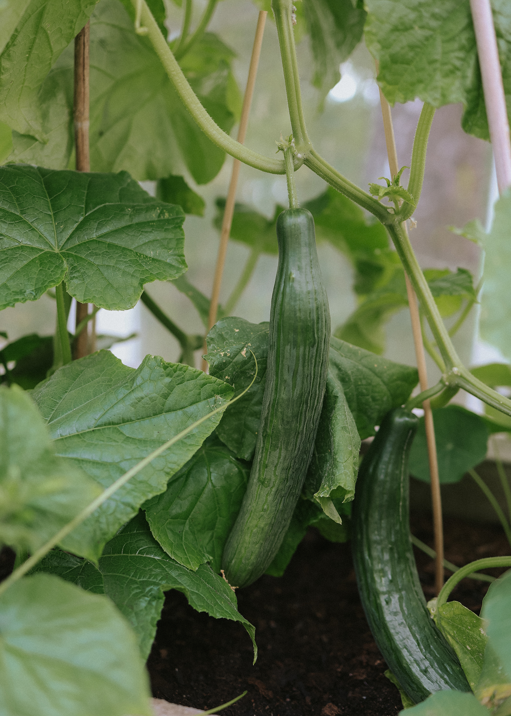 Cucumber - Marketmore ECO