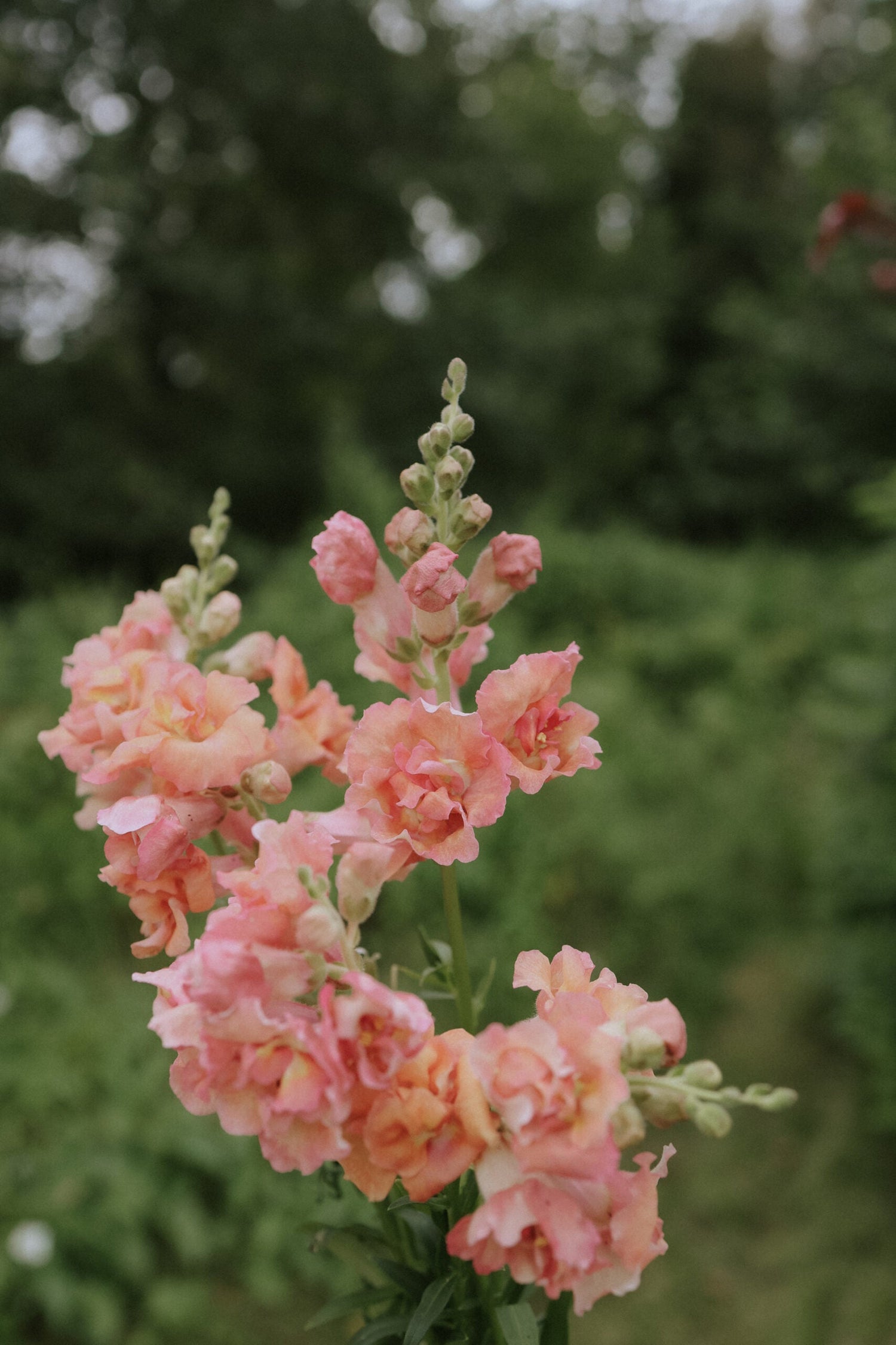 Snapdragon - Madame Butterfly Bronze w White F1