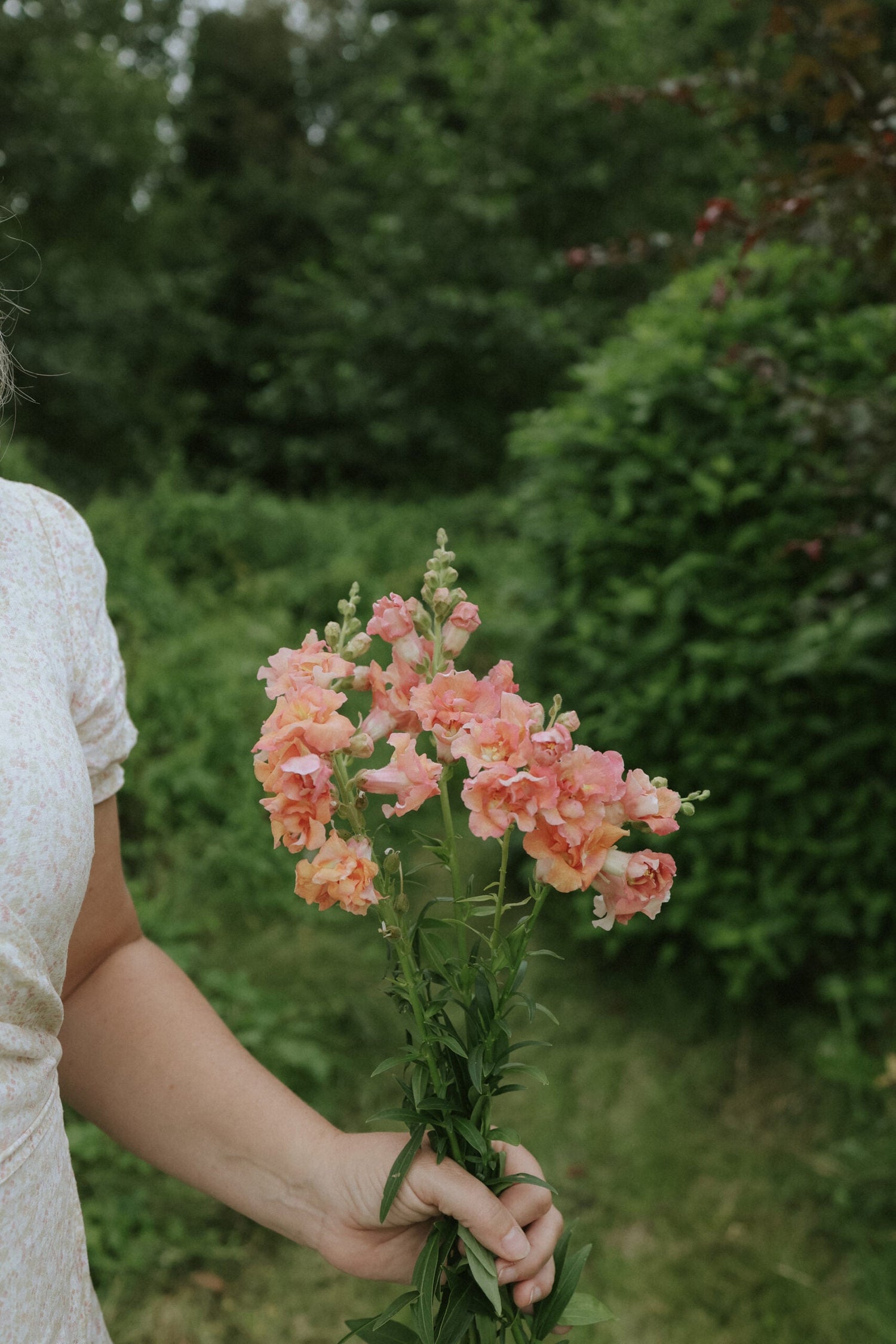 Snapdragon - Madame Butterfly Bronze w White F1