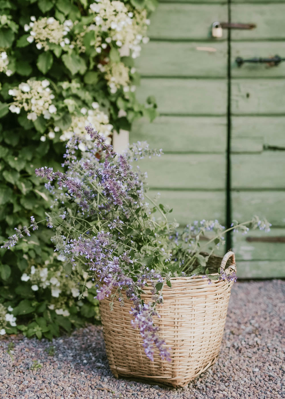 catmint plant seeds Seeds Catmint- Buy seeds online – Florea Garden