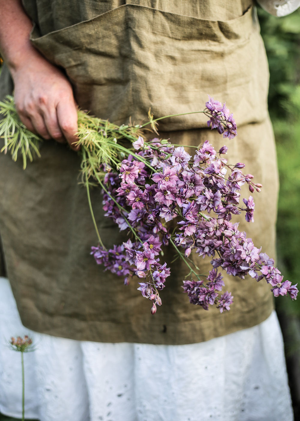 larkspur misty lavender seeds Larkspur seeds
