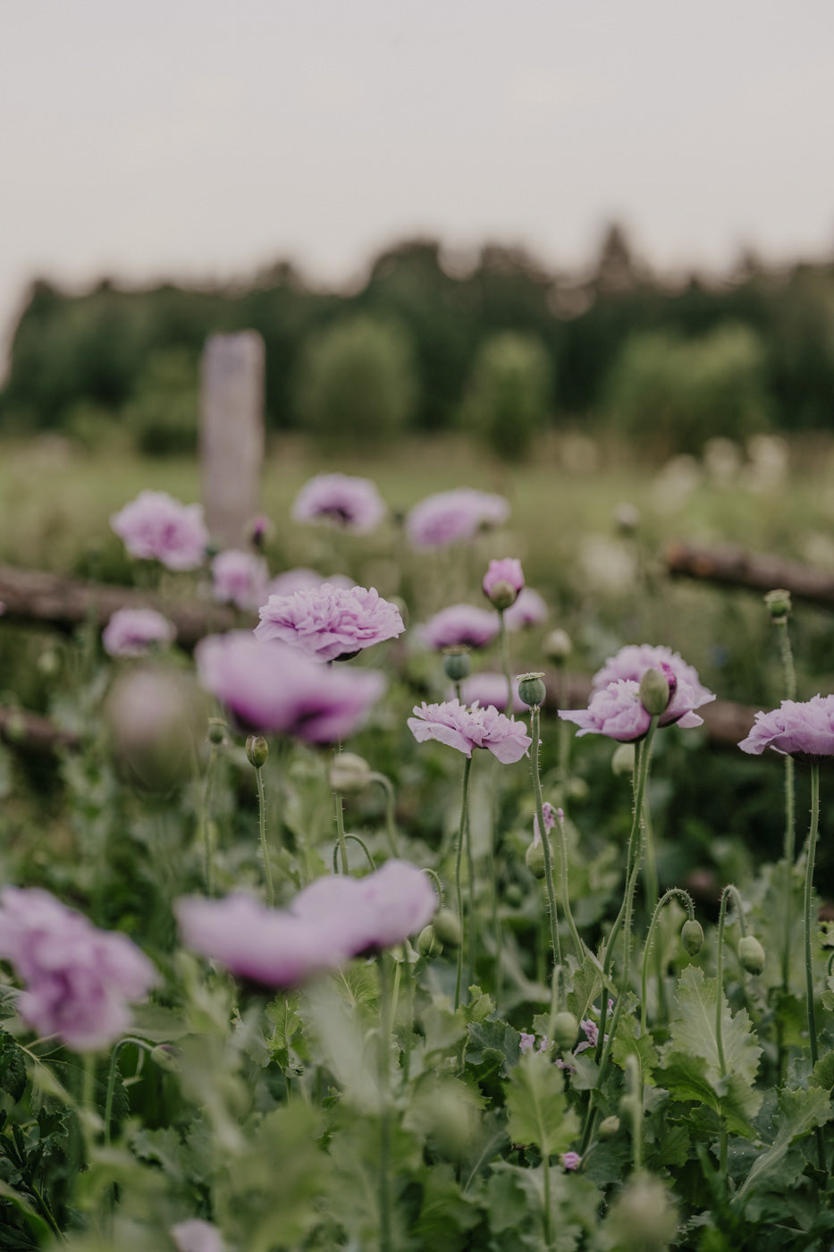 Vallmo - Bread Seed Poppy
