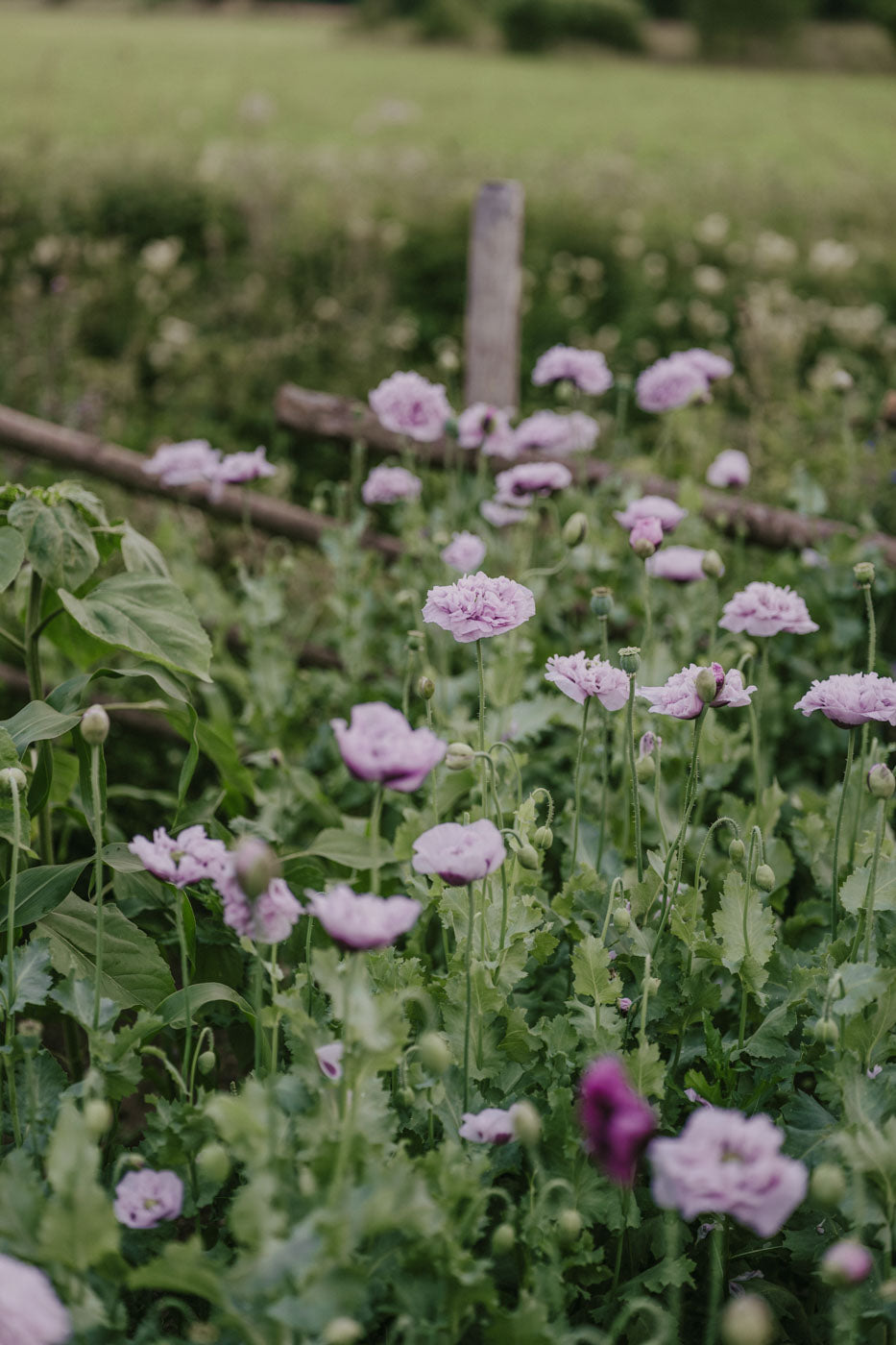 Vallmo - Bread Seed Poppy