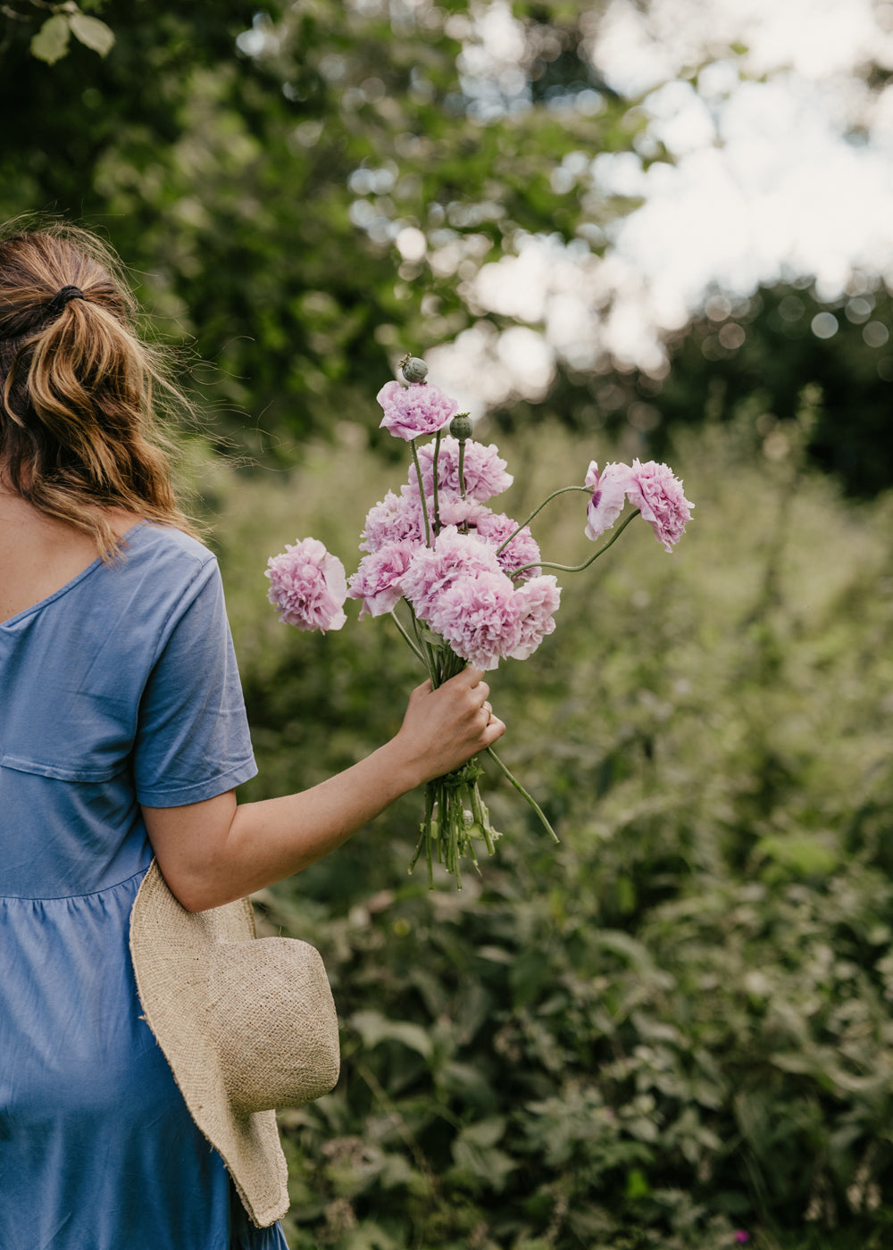 Vallmo - Bread Seed Poppy