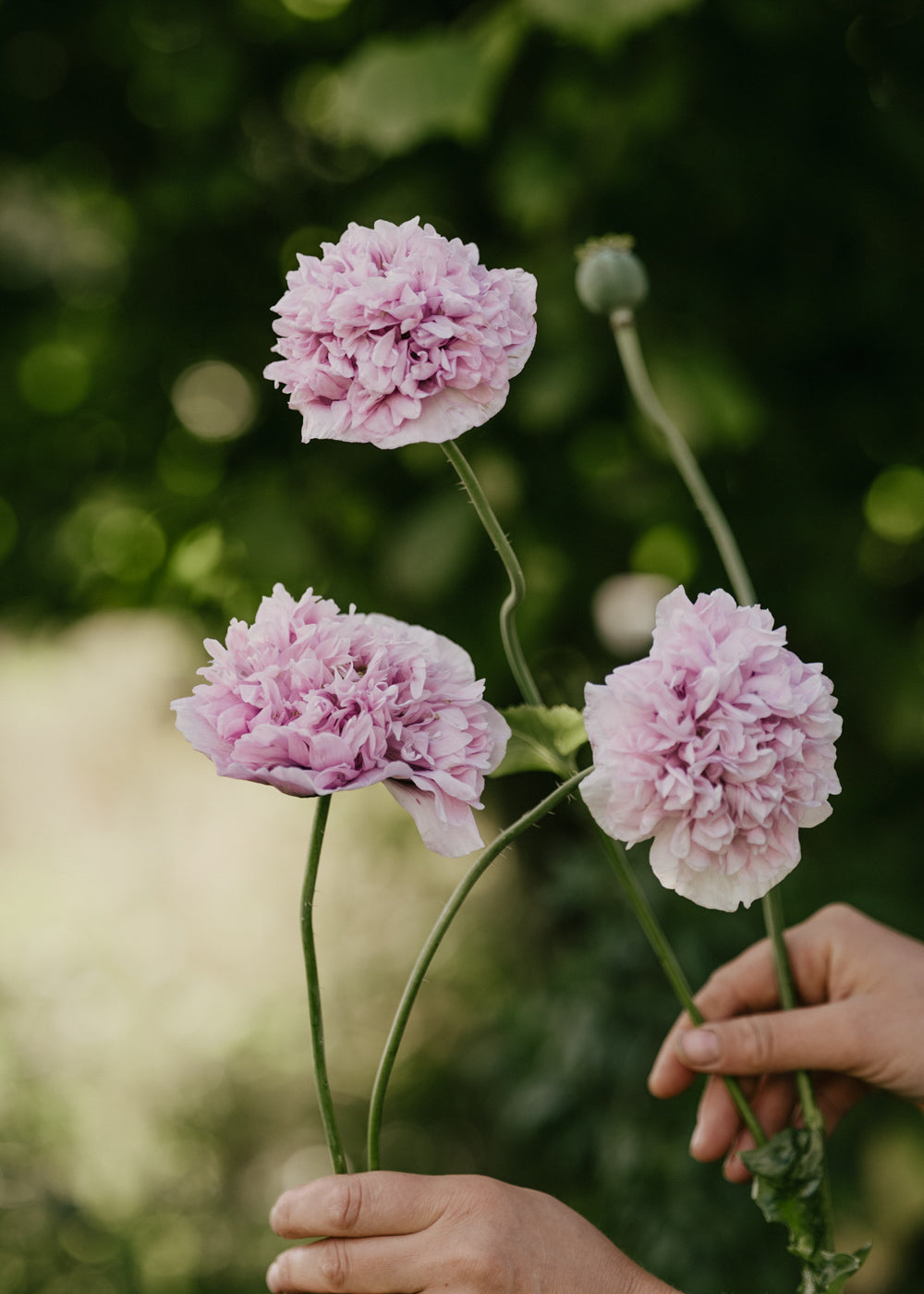 Vallmo - Bread Seed Poppy
