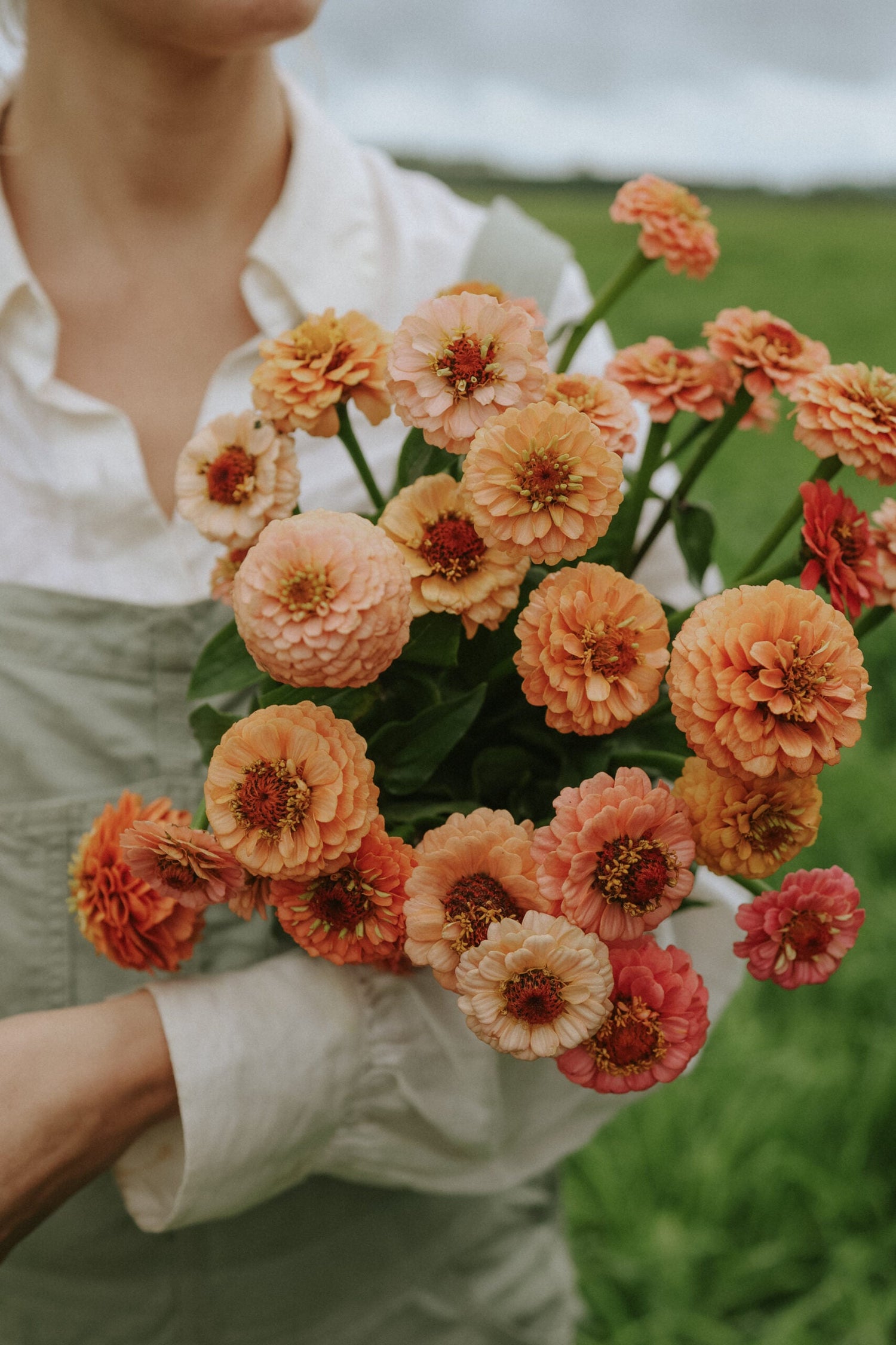 Zinnia - Lilliput Peach Mix