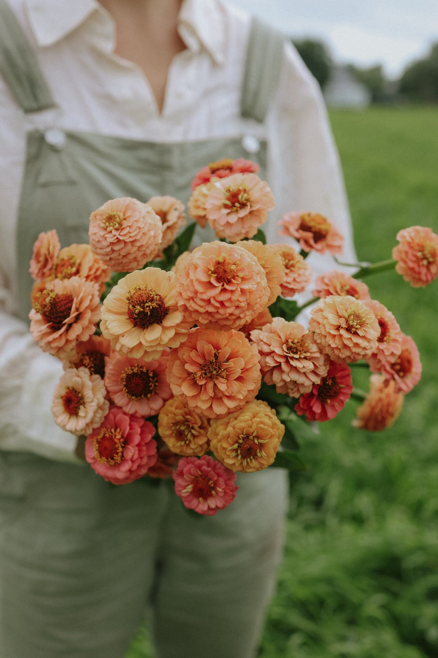 Zinnia - Lilliput Peach Mix