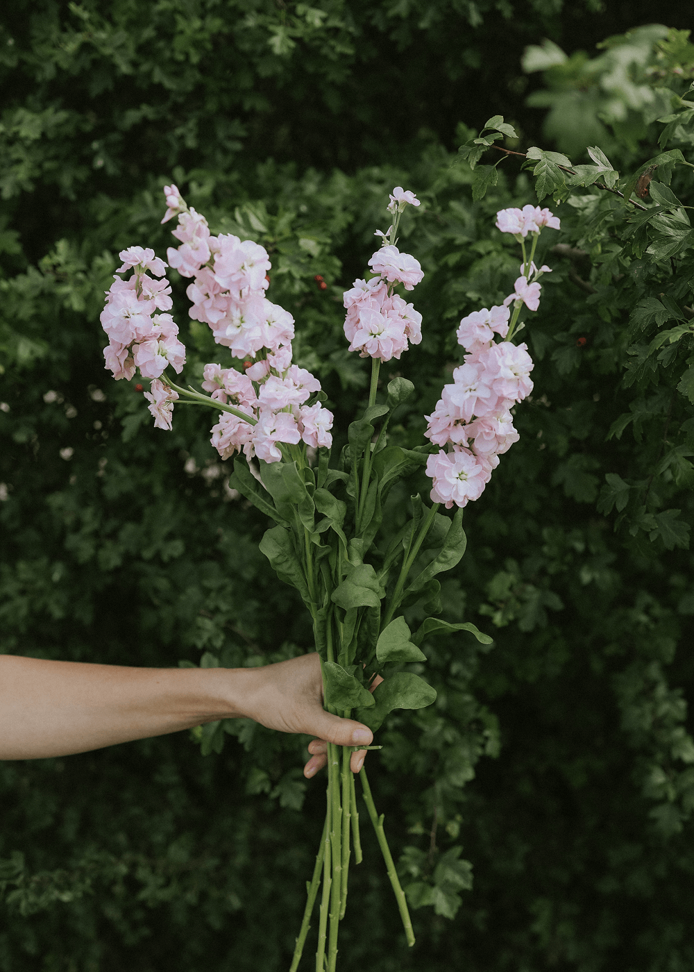 Gilly Flower - Early Iron Cherry Blossom