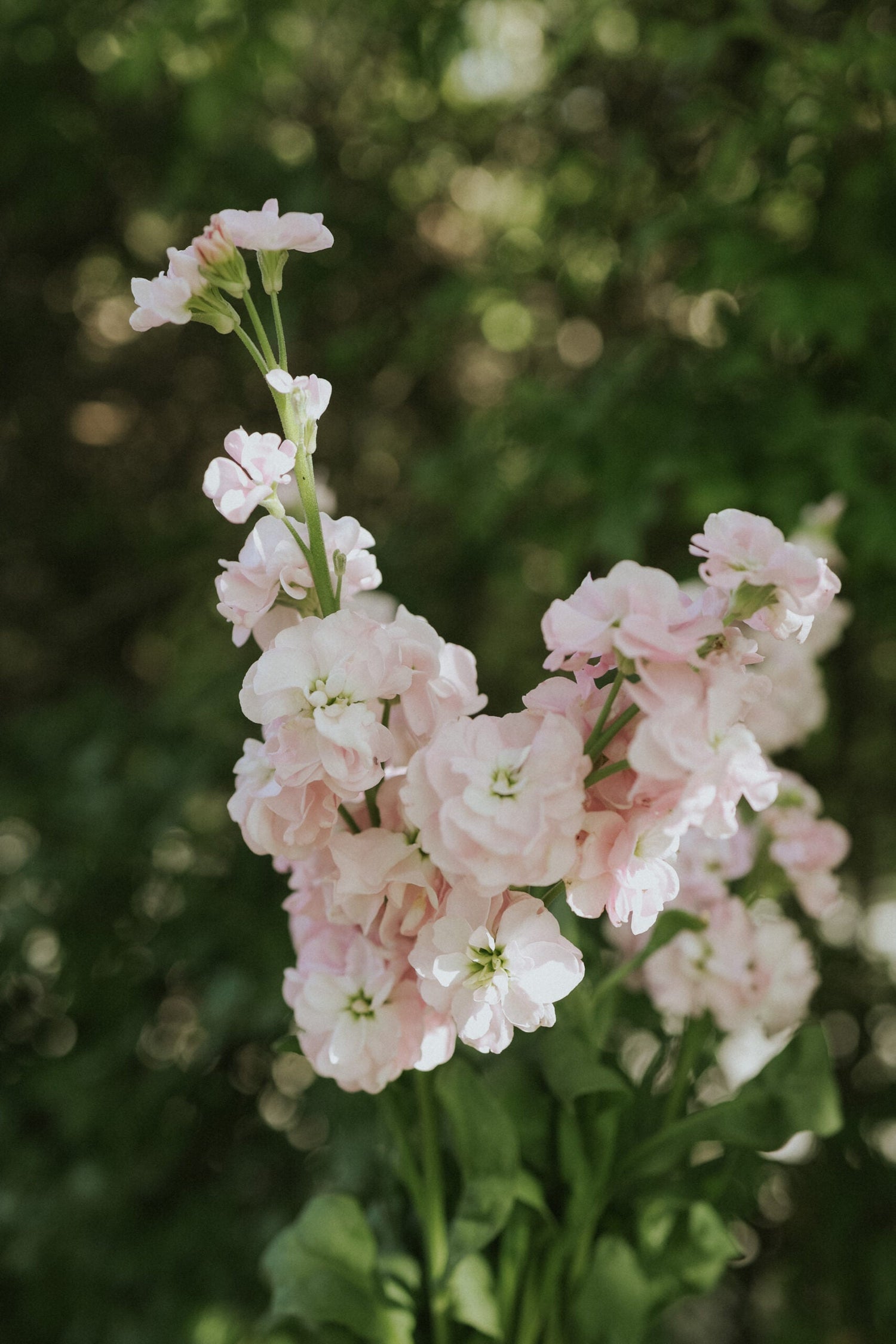 Gilly Flower - Early Iron Cherry Blossom