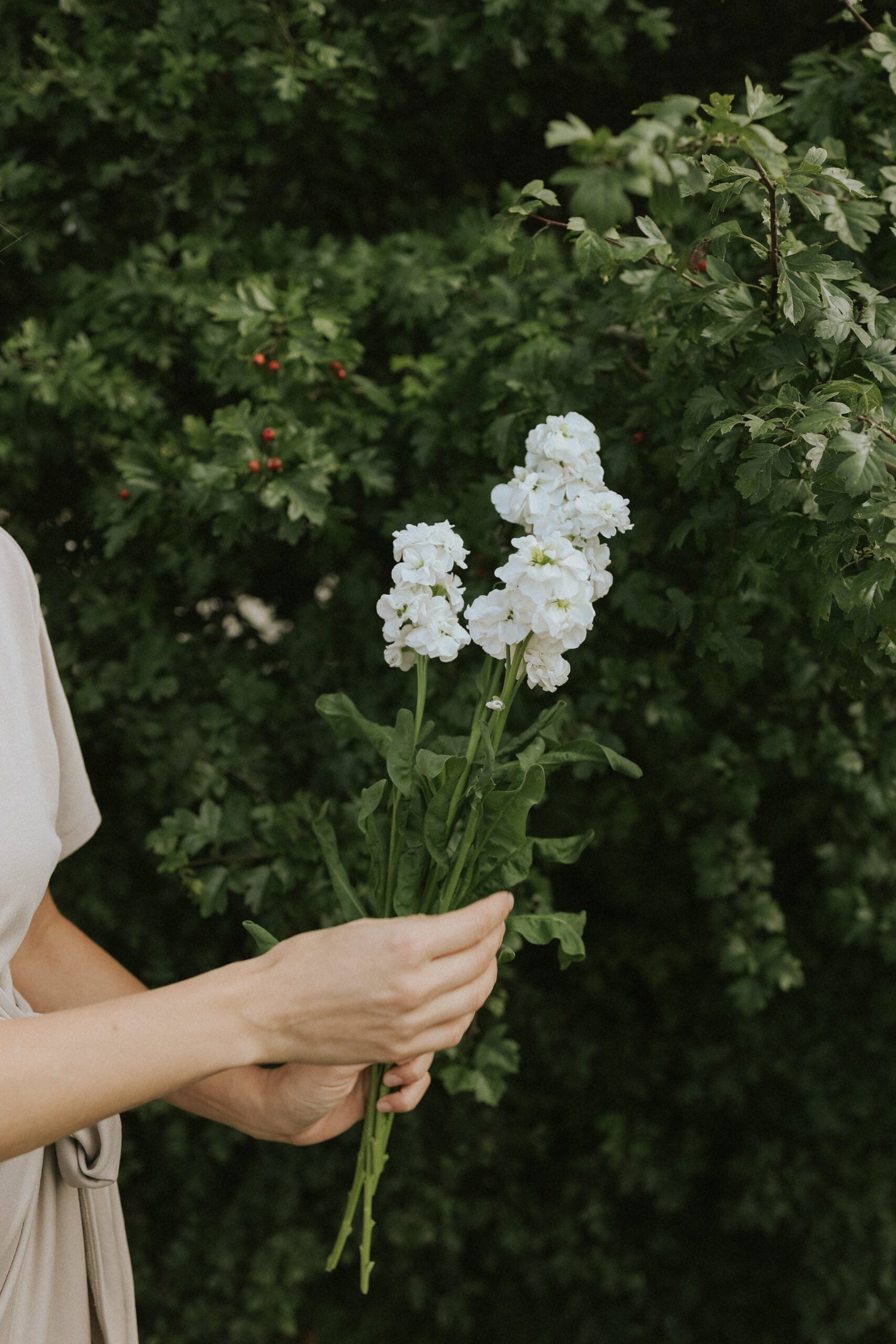 Gilly Flower - Early Iron White