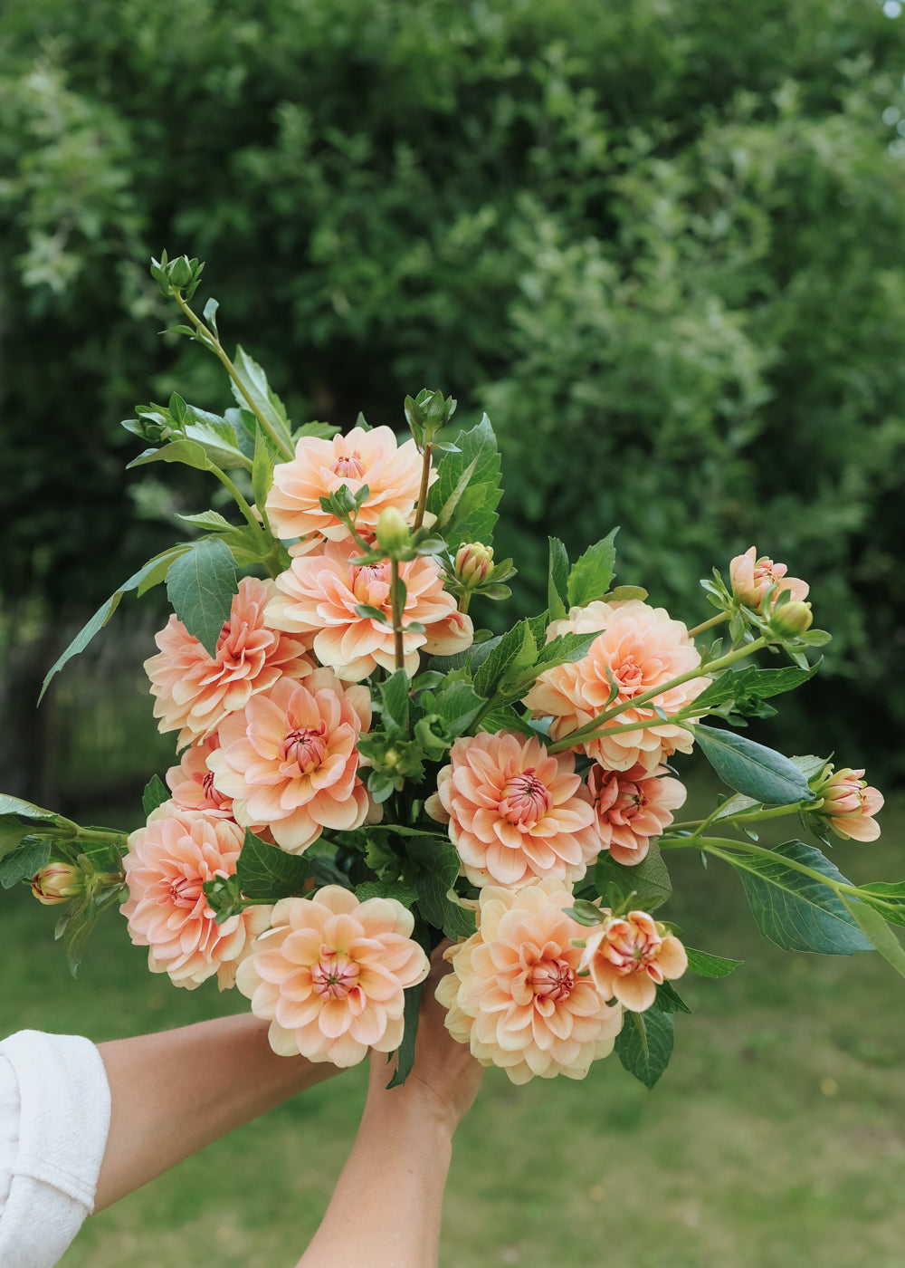 Dahlia - Apricot Desirée