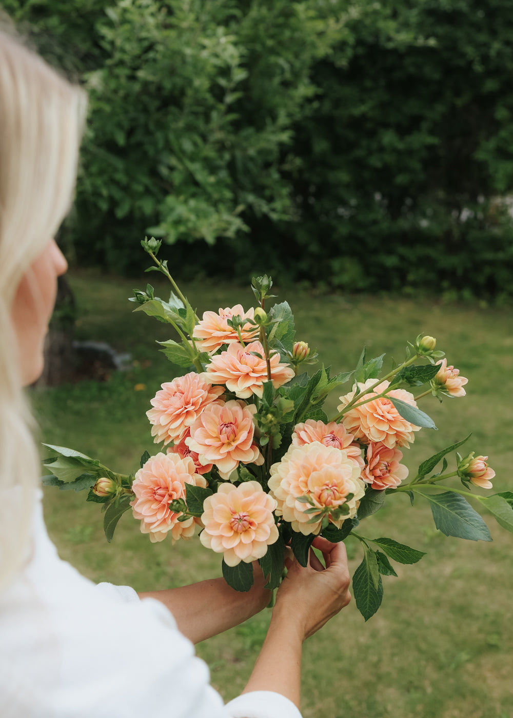 Dahlie - Apricot Desirée