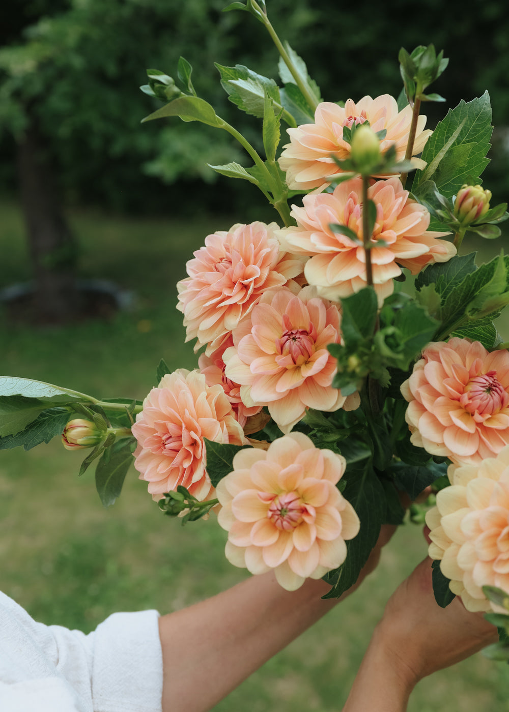 Dahlia - Apricot Desirée