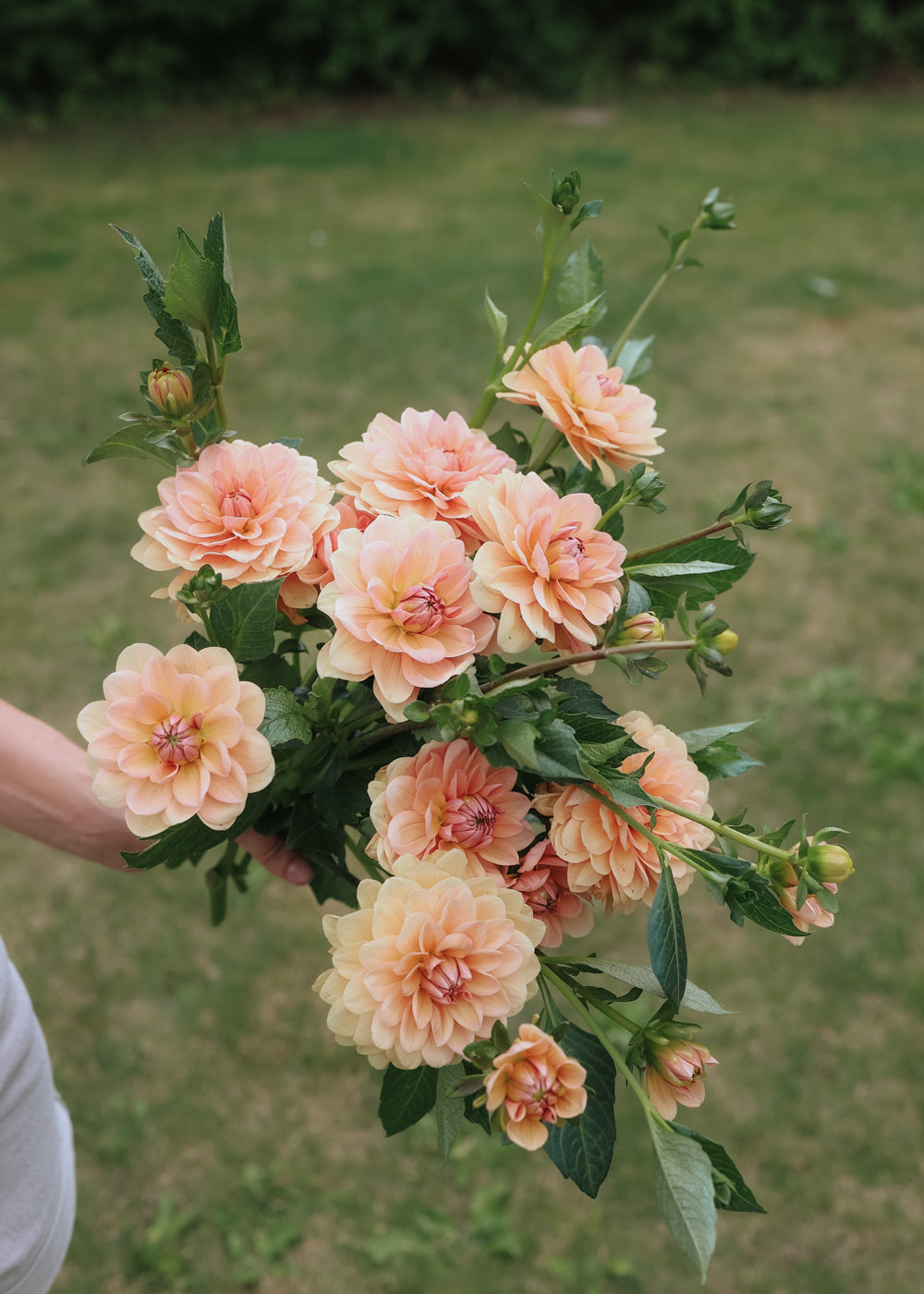 Dahlia - Apricot Desirée
