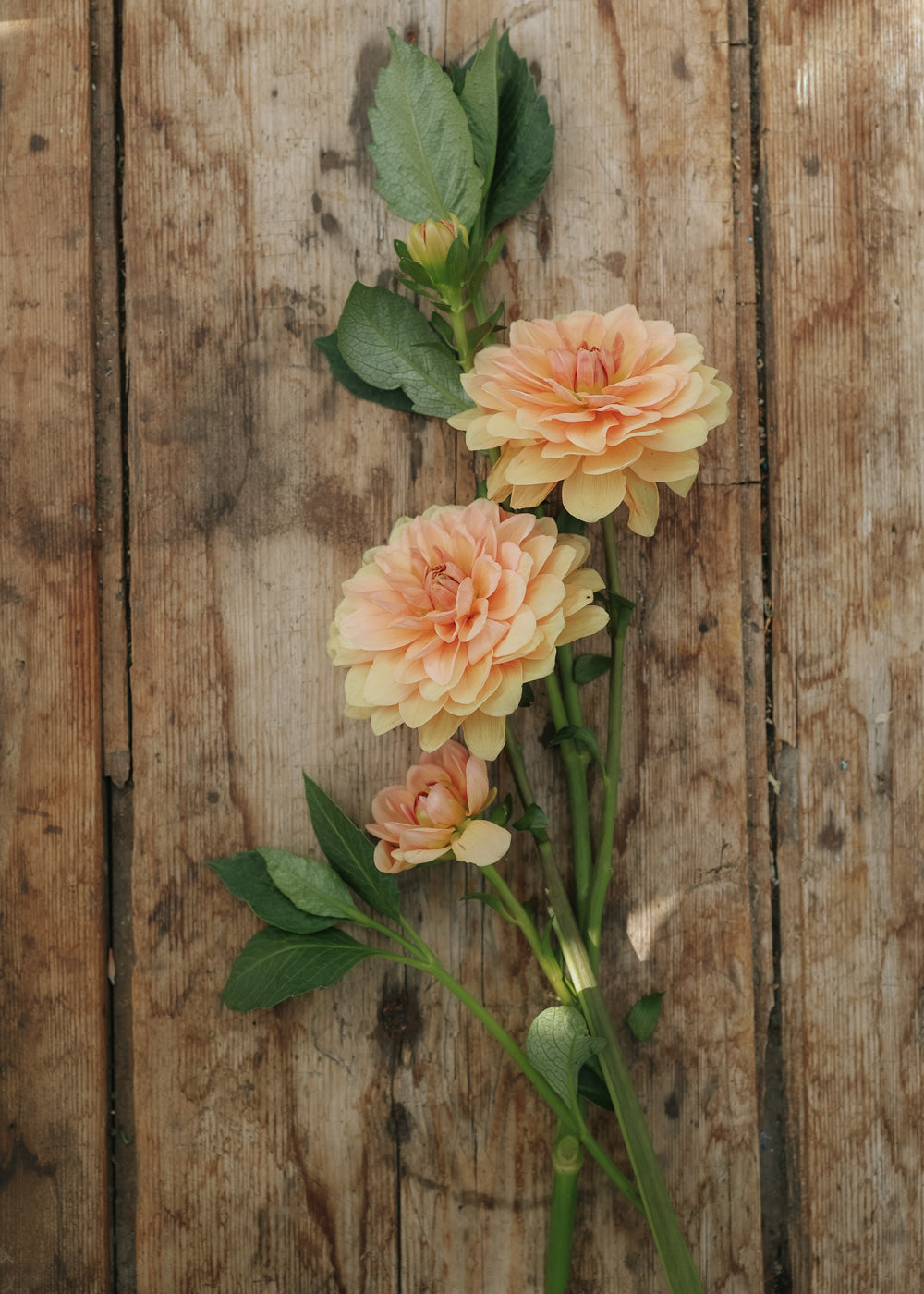 Dahlia - Apricot Desirée