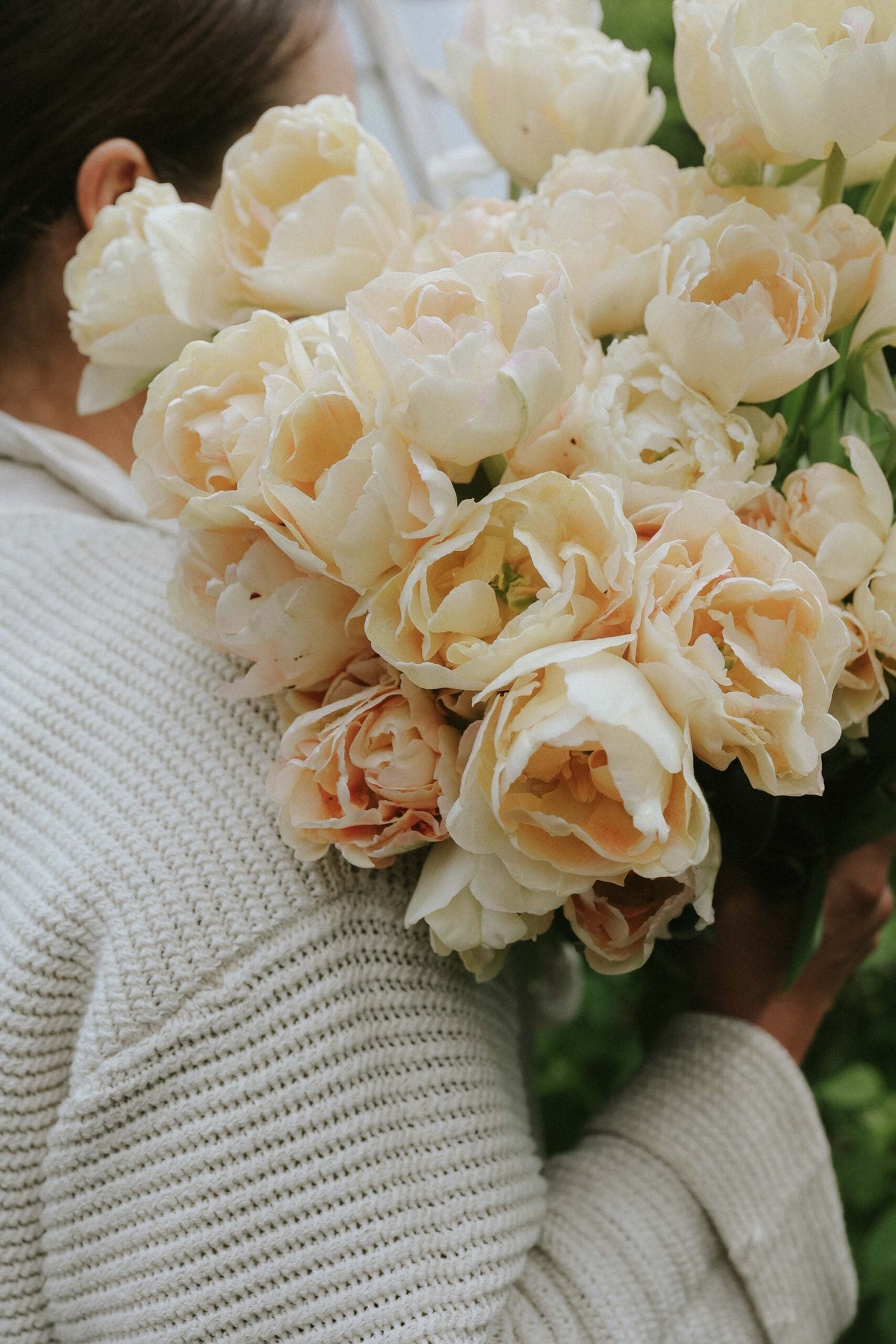 Tulpan - Charming Beauty