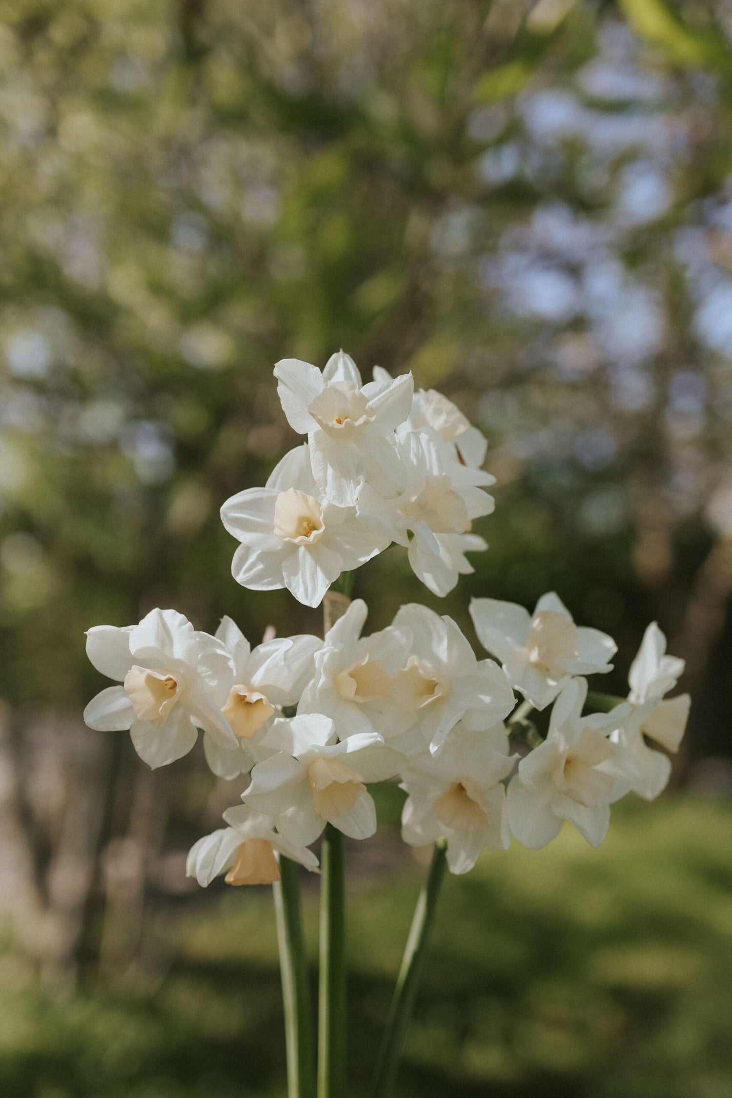 Narcissus - Kapiti Peach