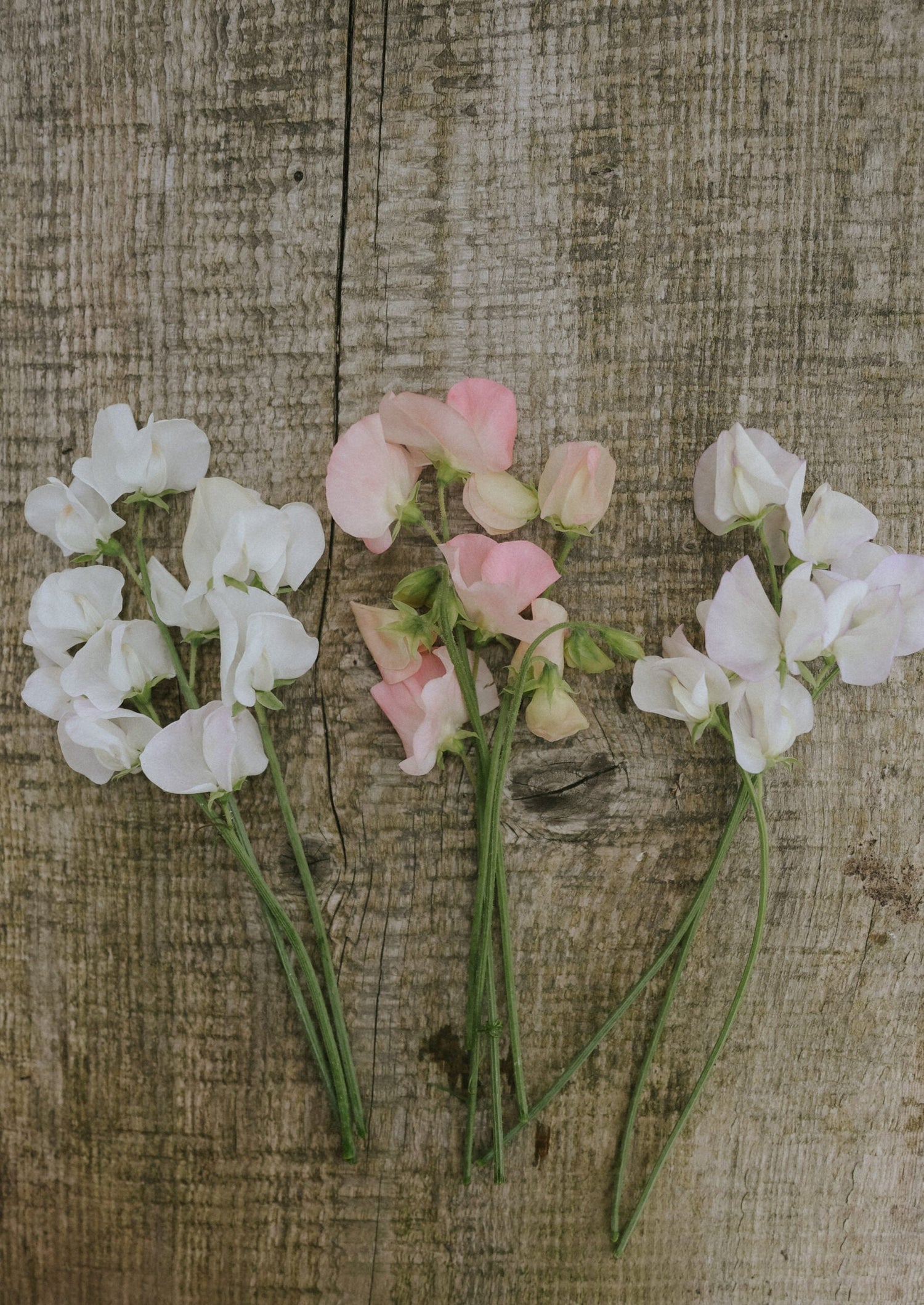 Erteblomst - Santorini Blush mix