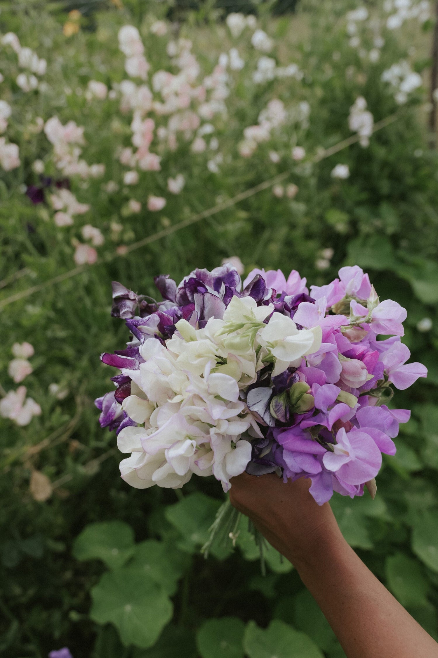 Sweet Pea - Sicilian Sunset mix