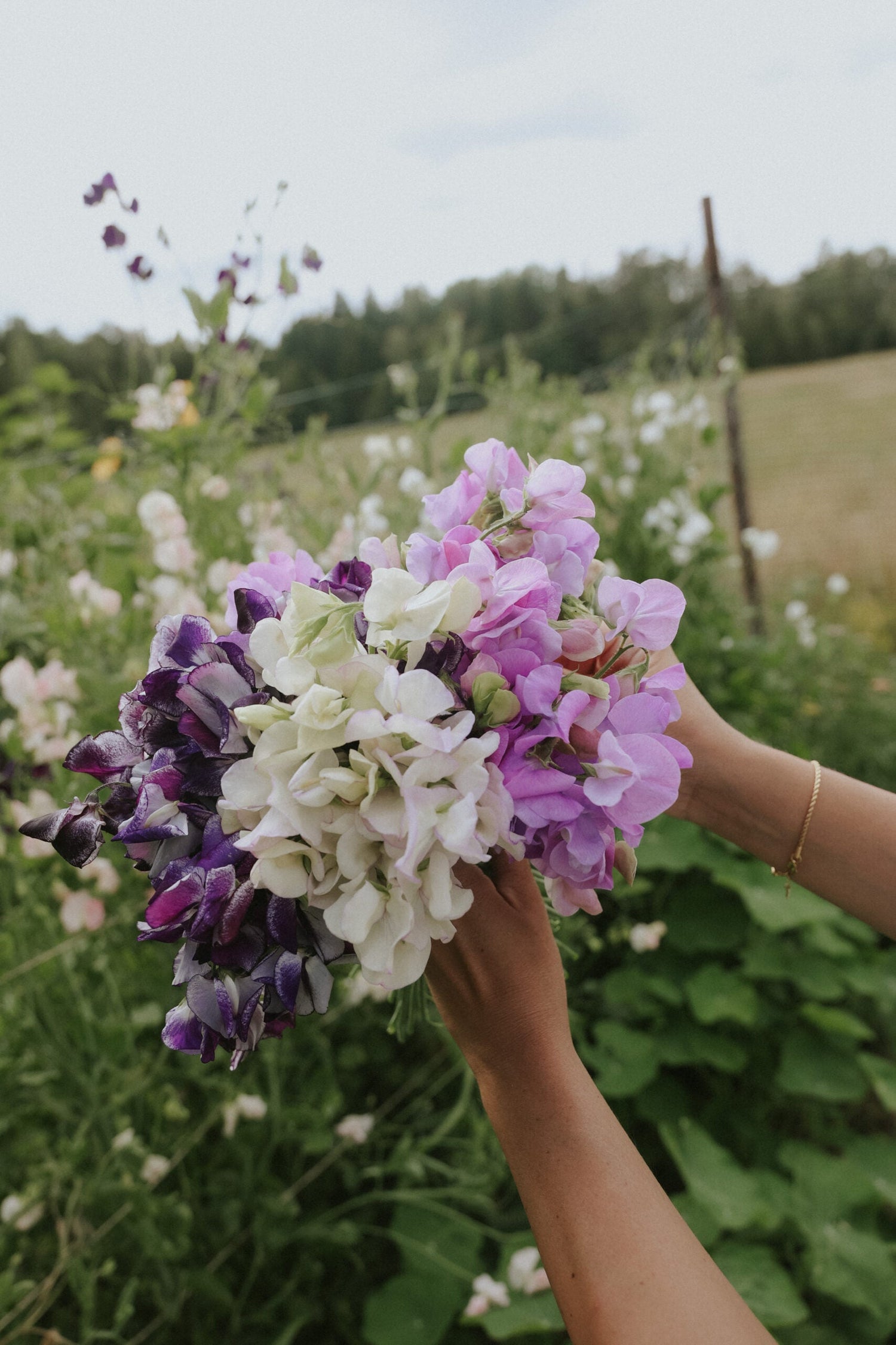 Sweet Pea - Sicilian Sunset mix