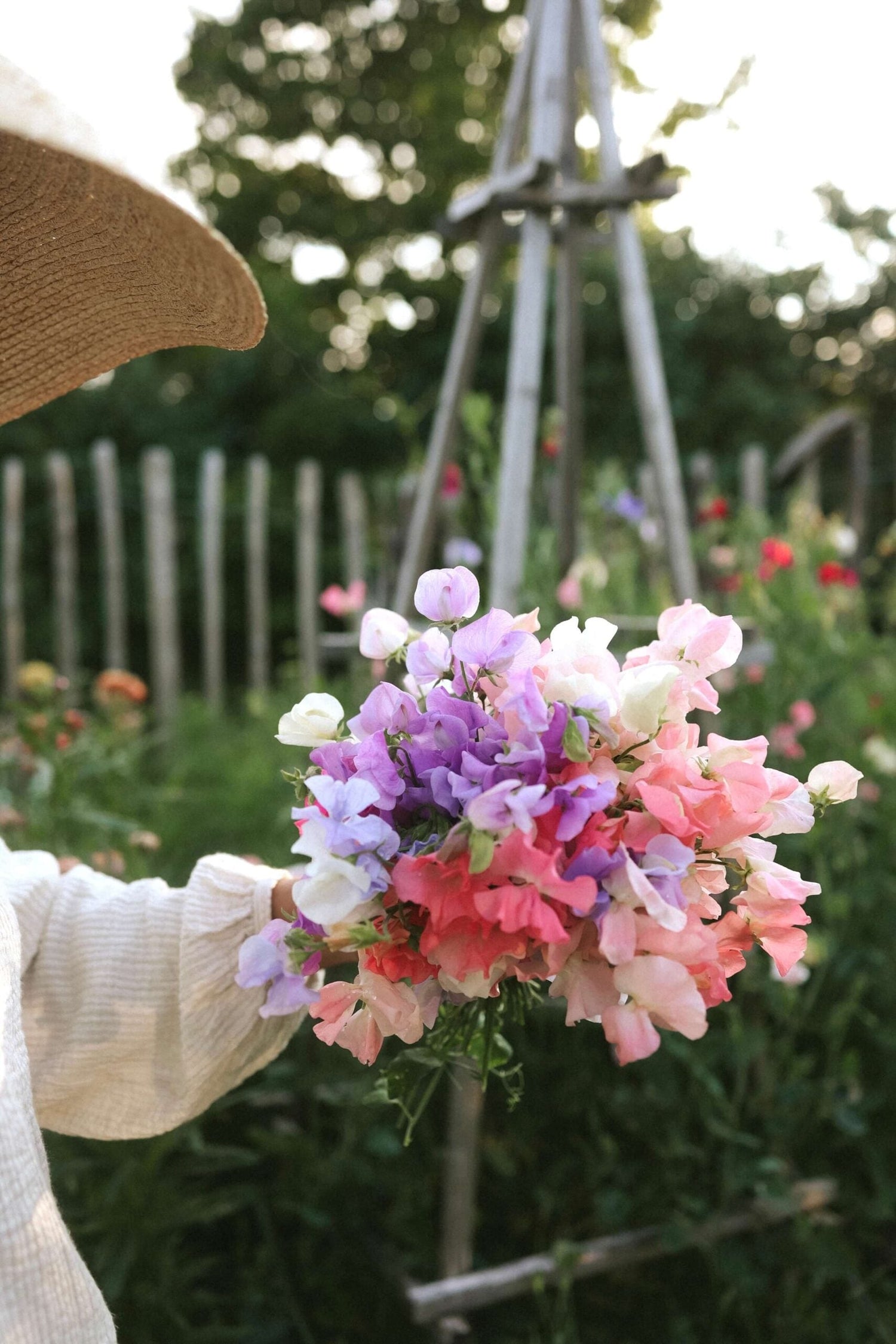 Sweet Pea - Spring Sunshine Mix