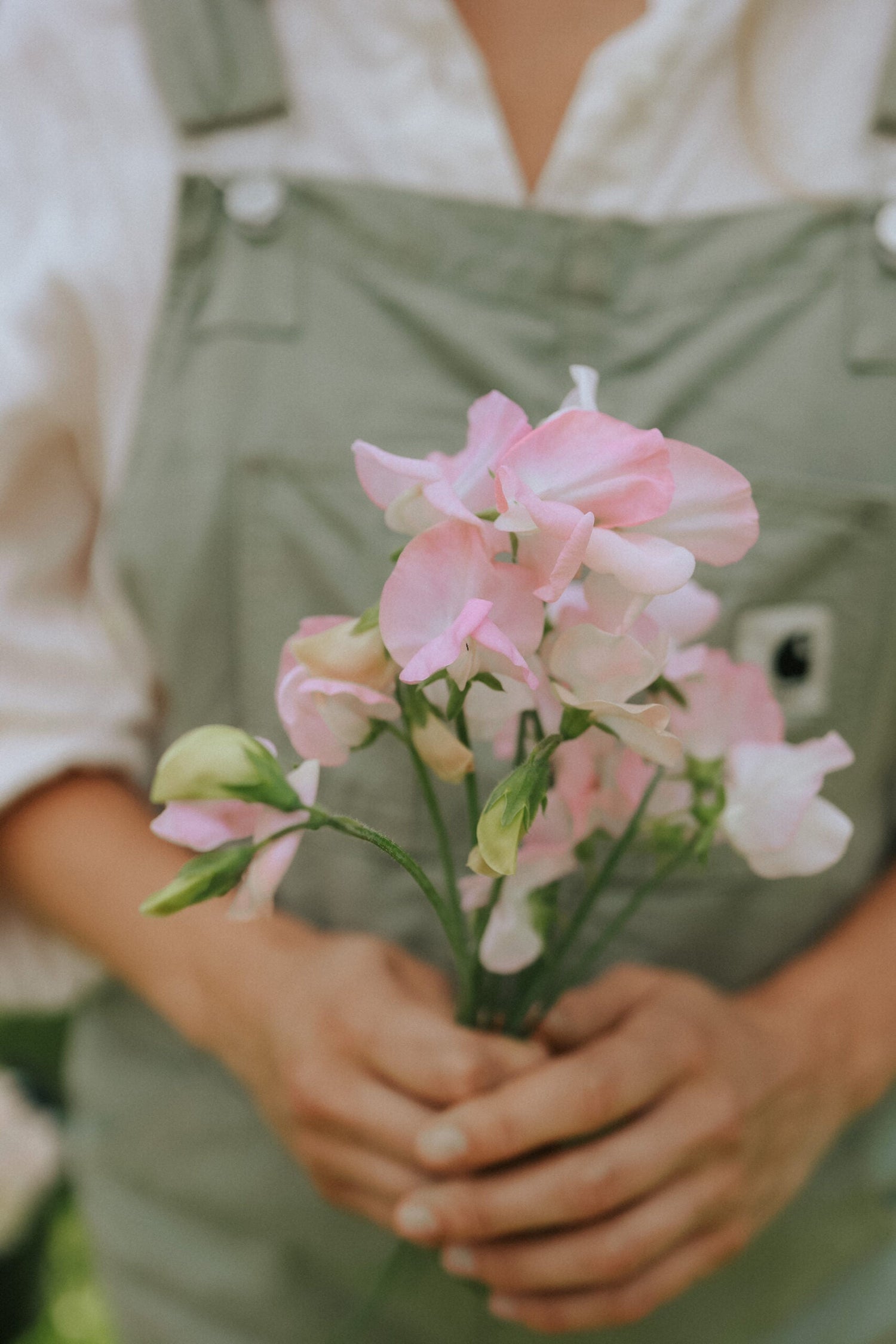 Sweet Pea - Spring Champagne