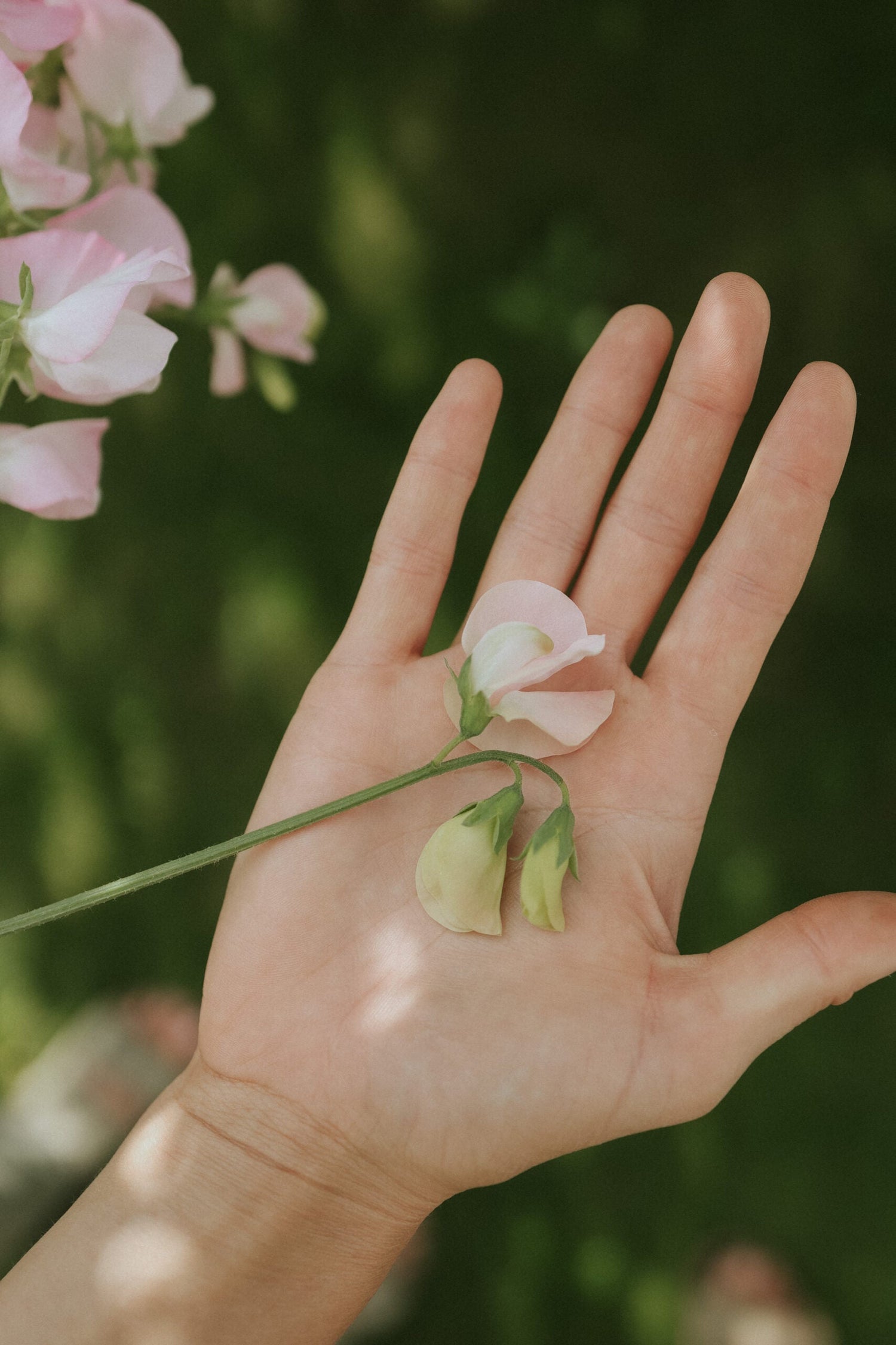 Sweet Pea - Spring Champagne