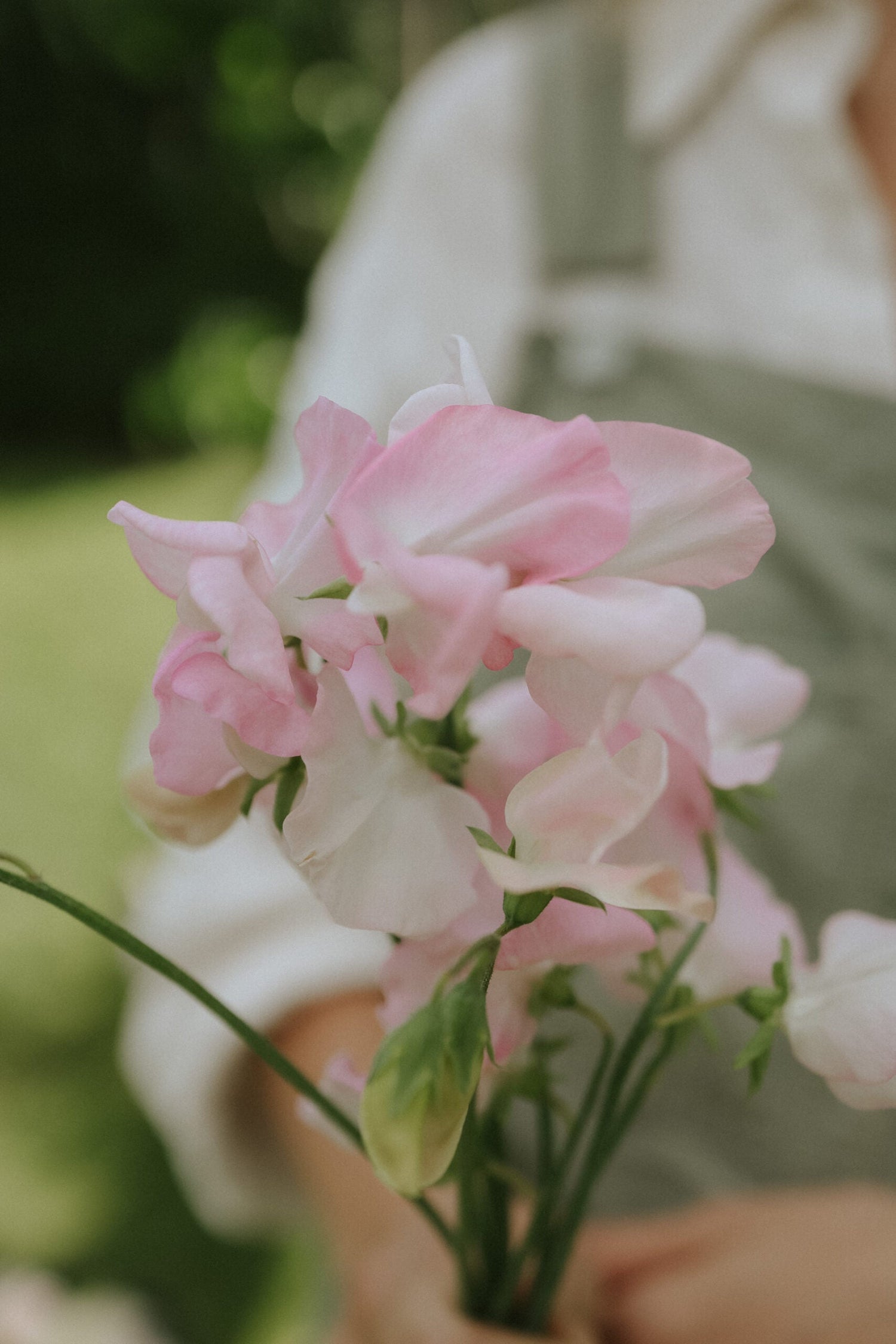 Sweet Pea - Spring Champagne