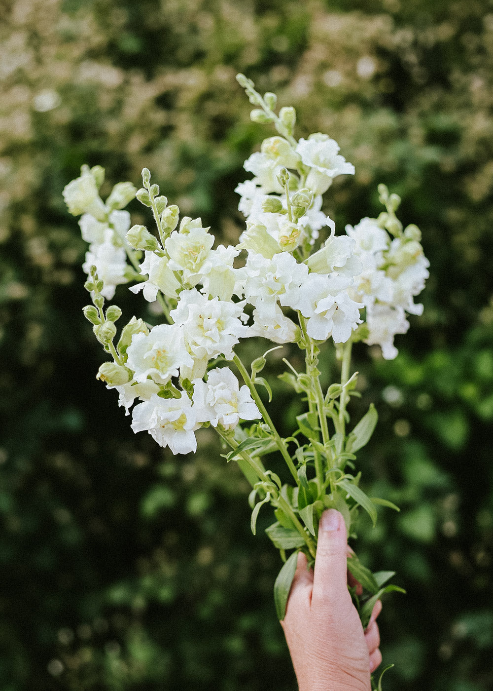 Snapdragon - Madame Butterfly Ivory F1