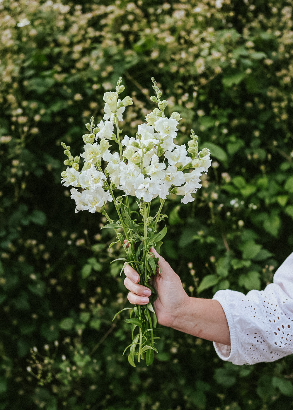 Snapdragon - Madame Butterfly Ivory F1