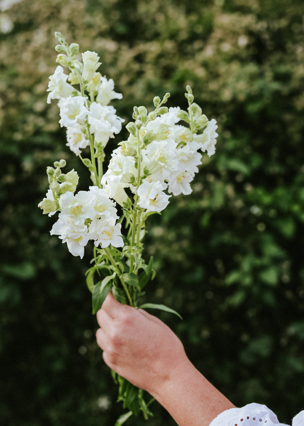 Snapdragon - Madame Butterfly Ivory F1