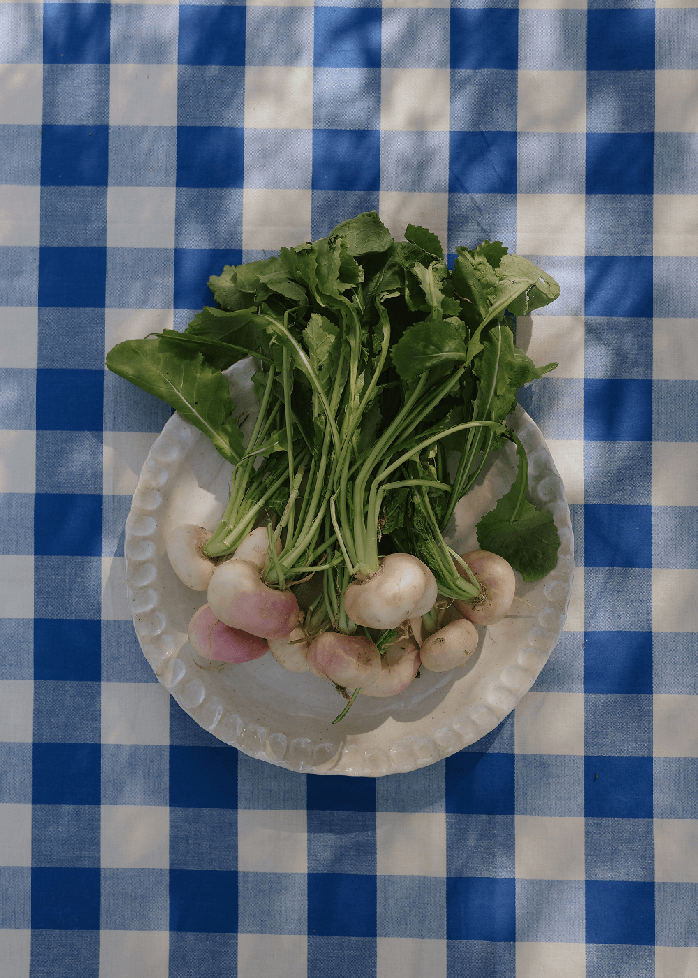 Turnip - Purple Top Milan