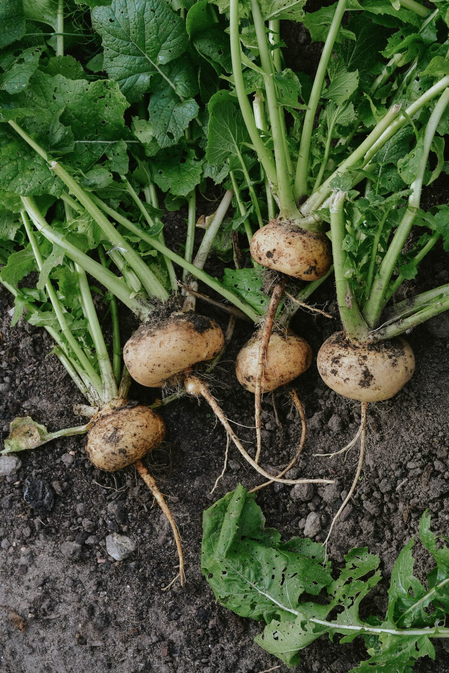 Turnip - Golden Ball