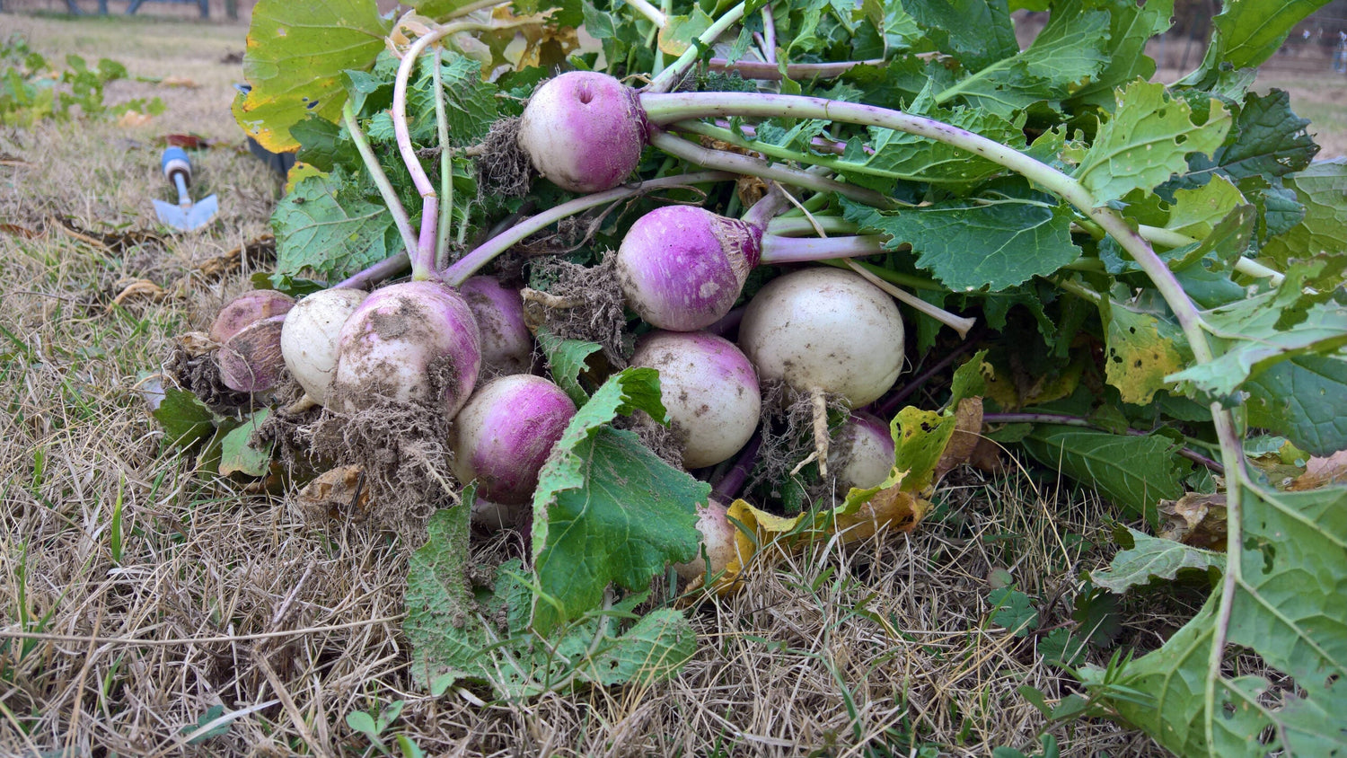 Turnip - Purple Top Milan