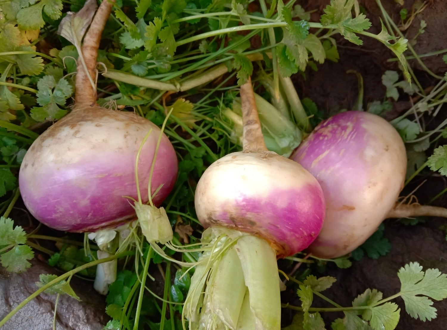 Turnip - Purple Top Milan