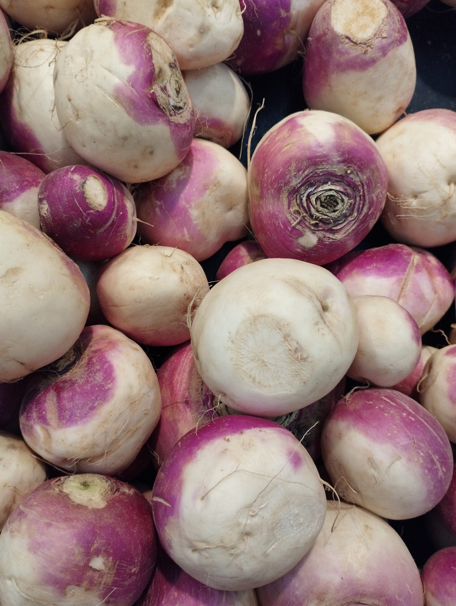 Turnip - Purple Top Milan