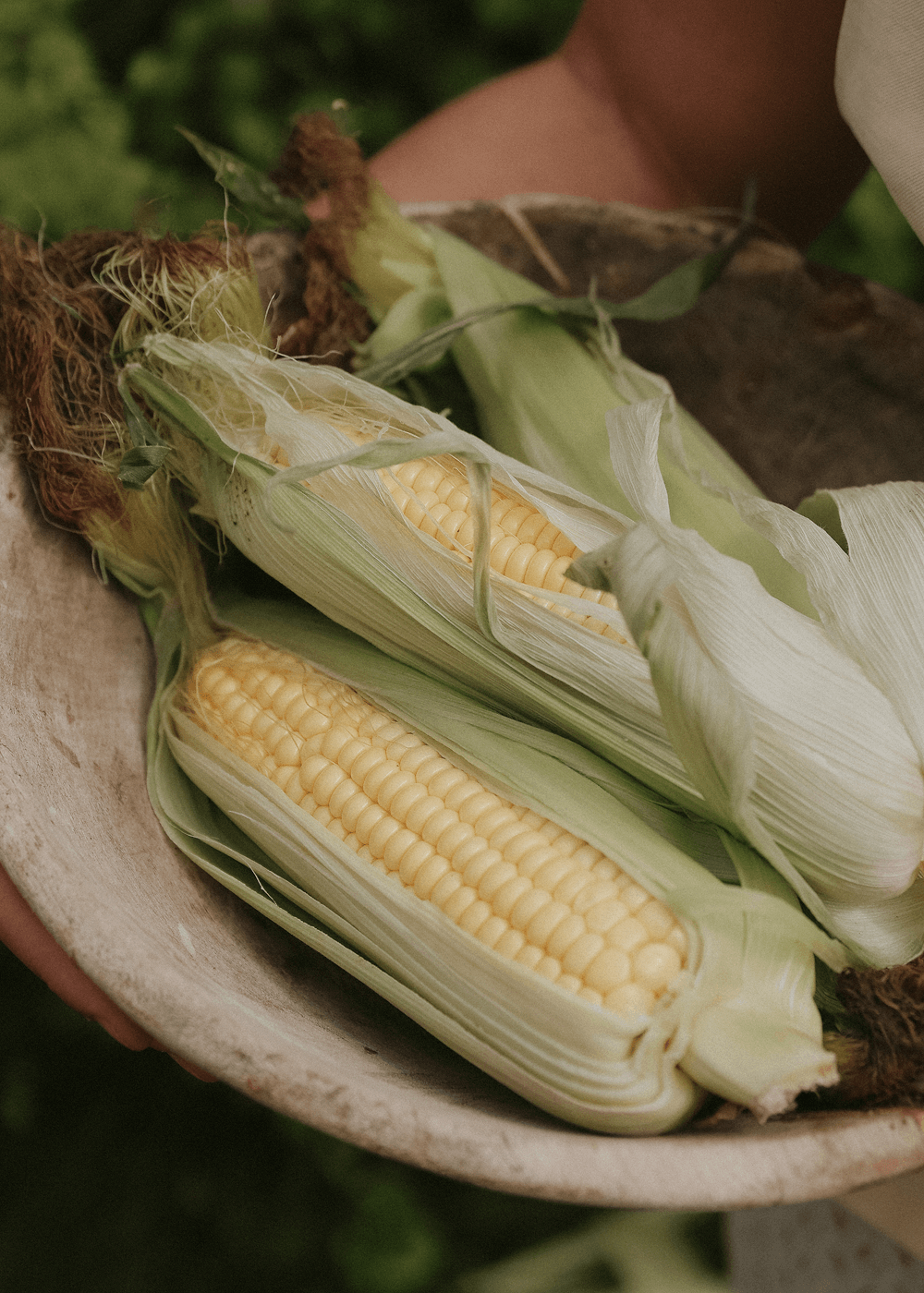 Sockermajs - Tasty Sweet F1