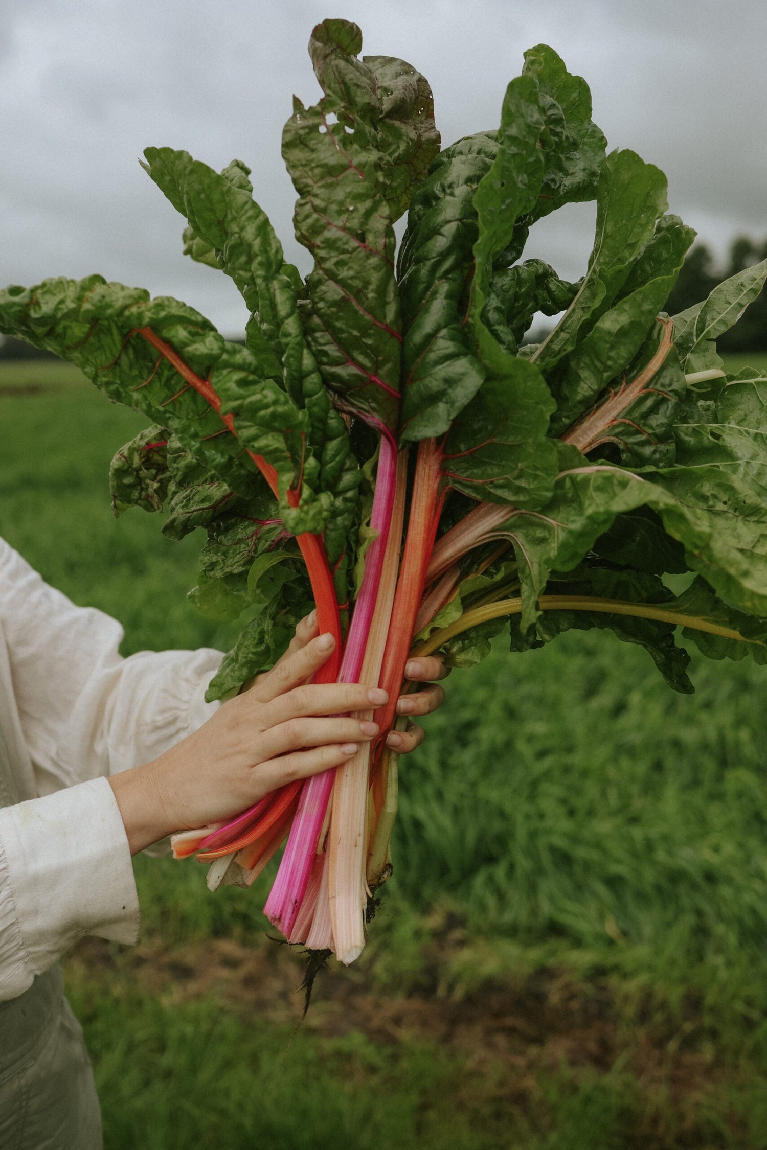 Swiss Chard - Bright Lights
