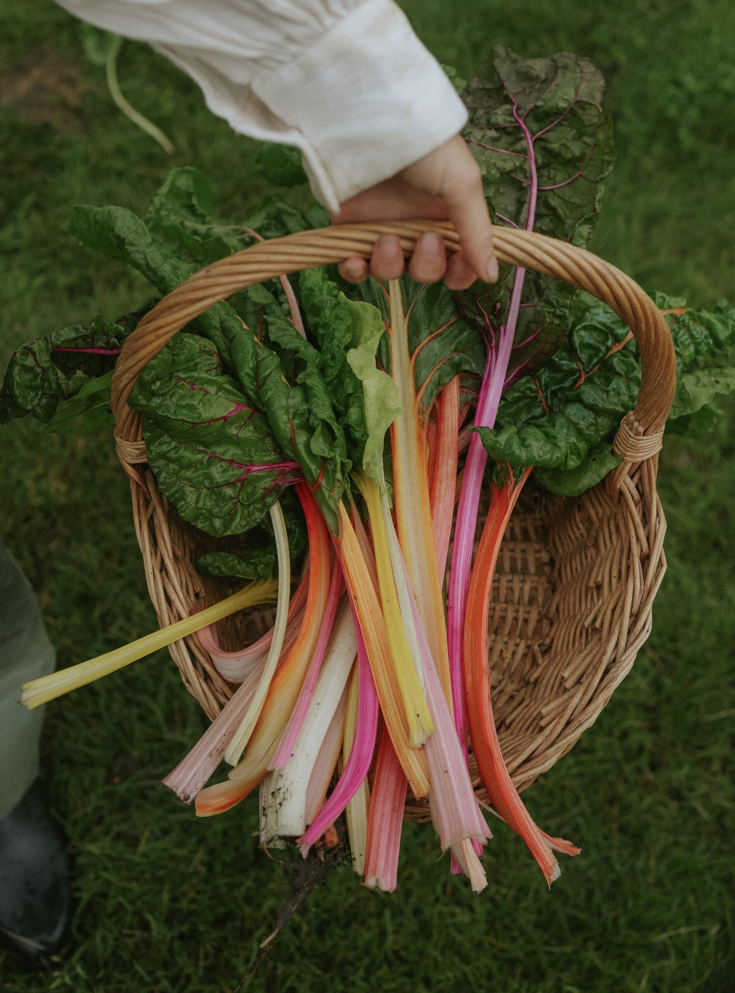 Swiss Chard - Bright Lights