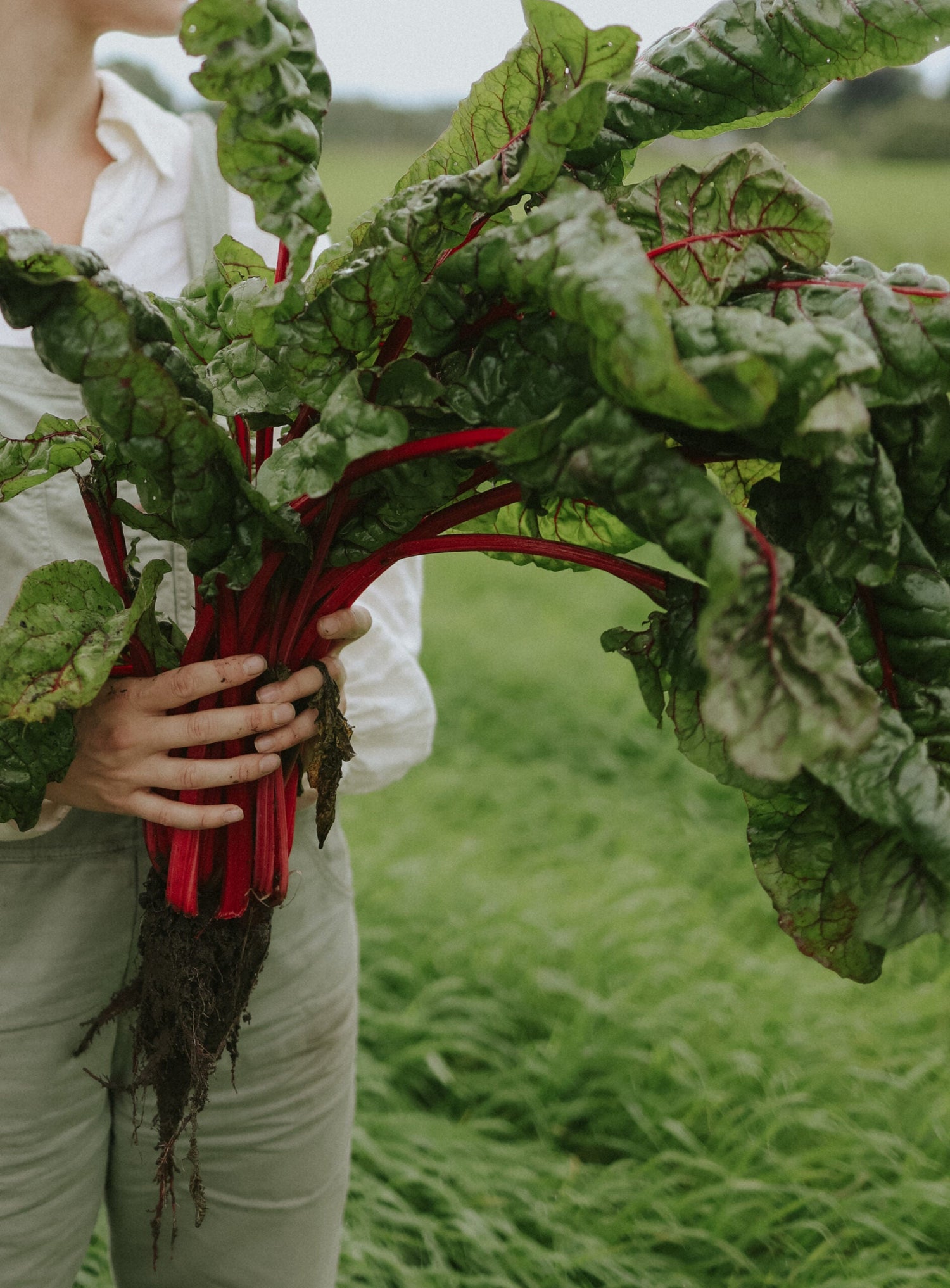 Swiss Chard - Rhubarb Chard ECO