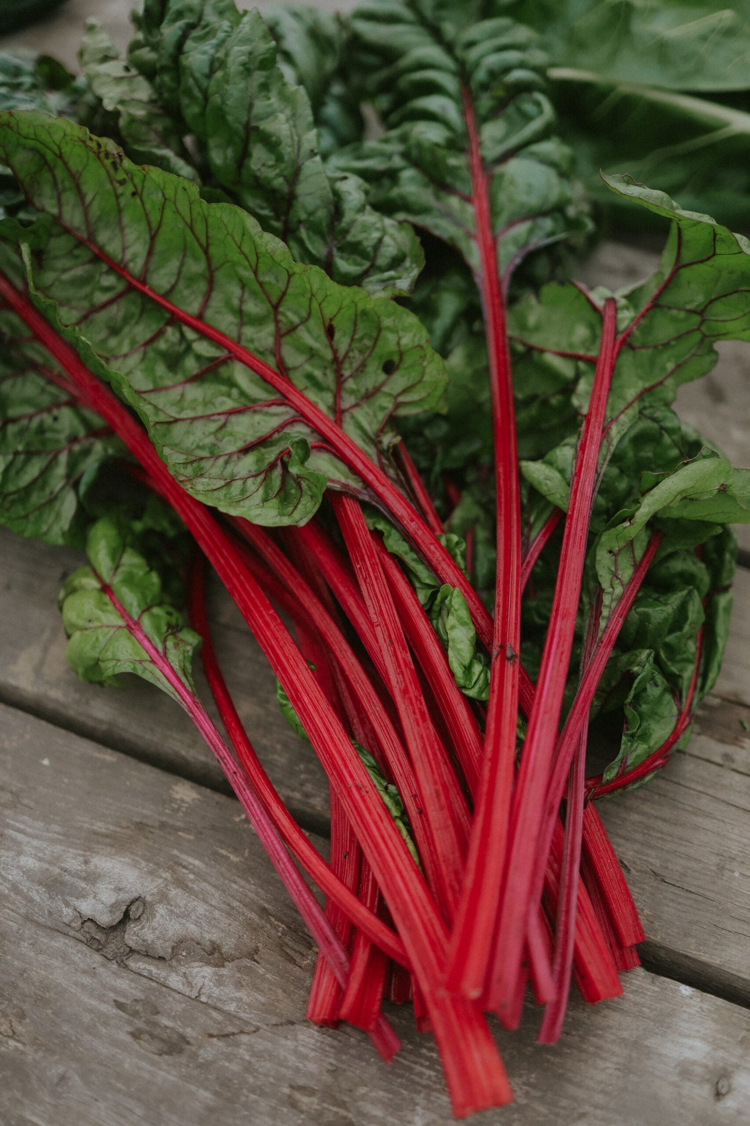 Swiss Chard - Rhubarb Chard ECO