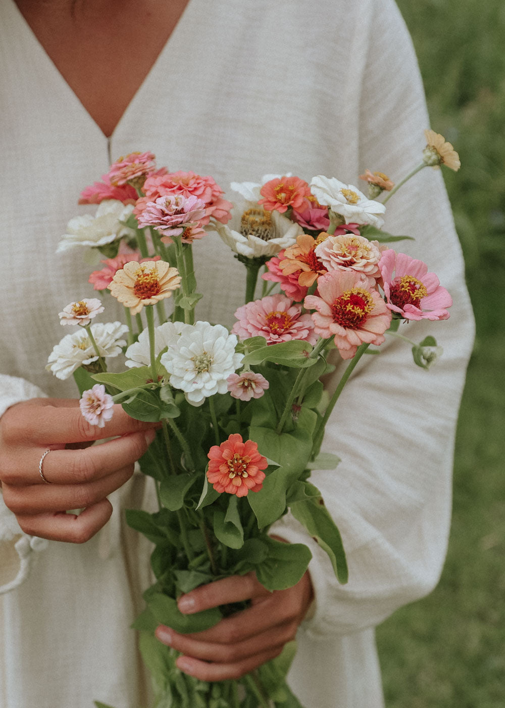 Zinnia - Peaches and Cream