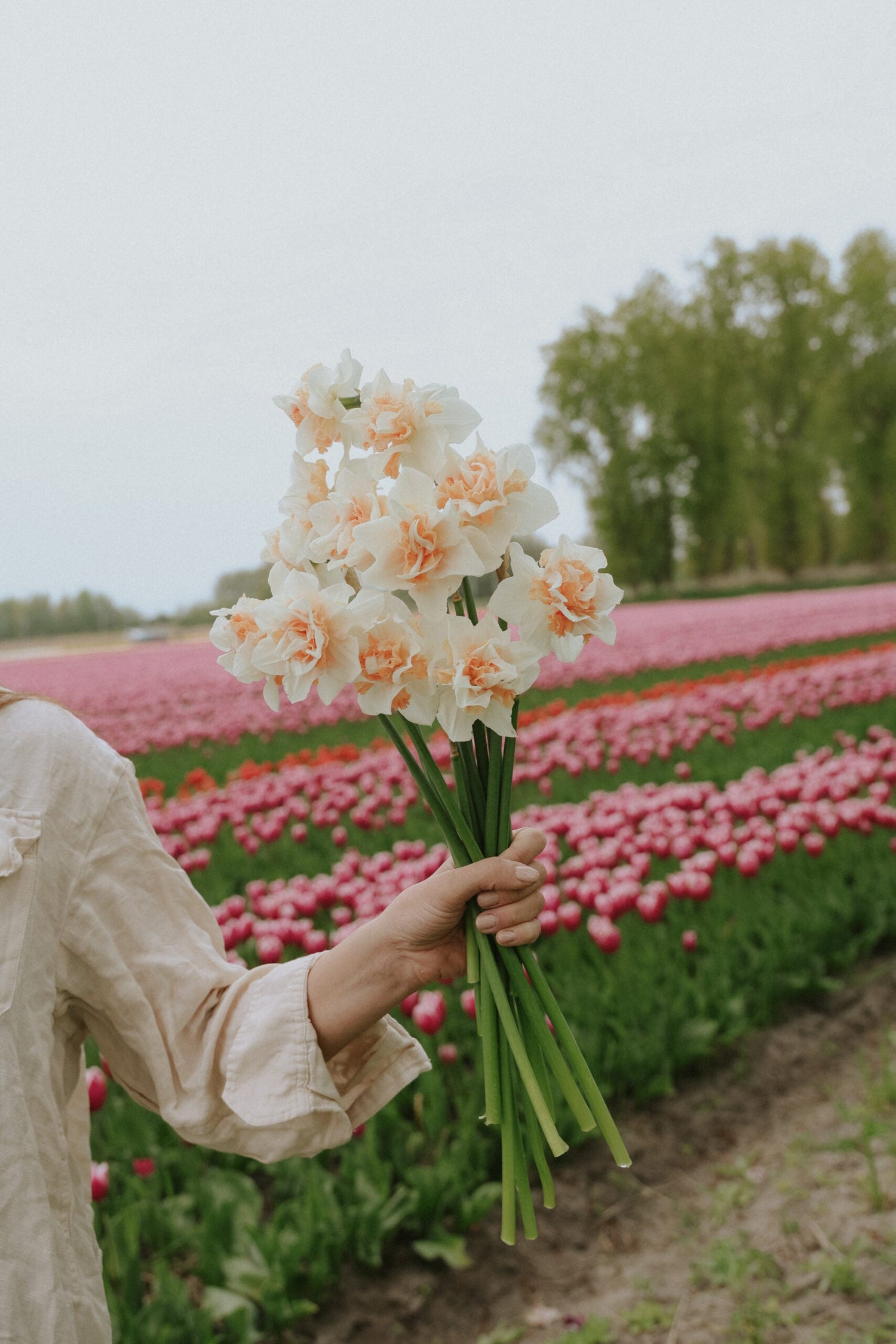 Narcissus - Sweet Paradise