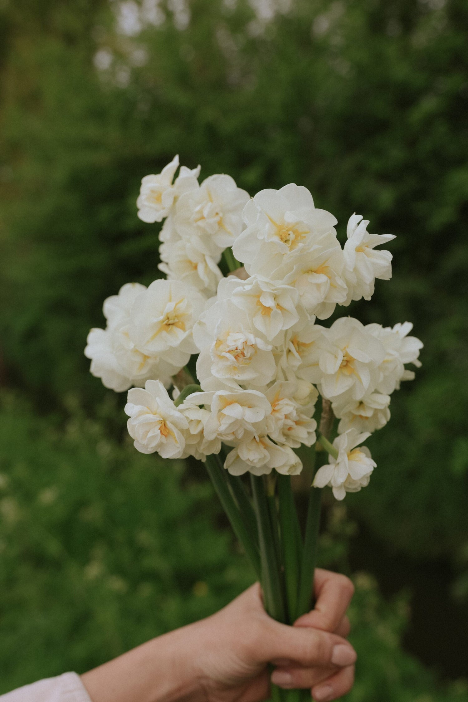 Narcissus - Bridal Crown EKO