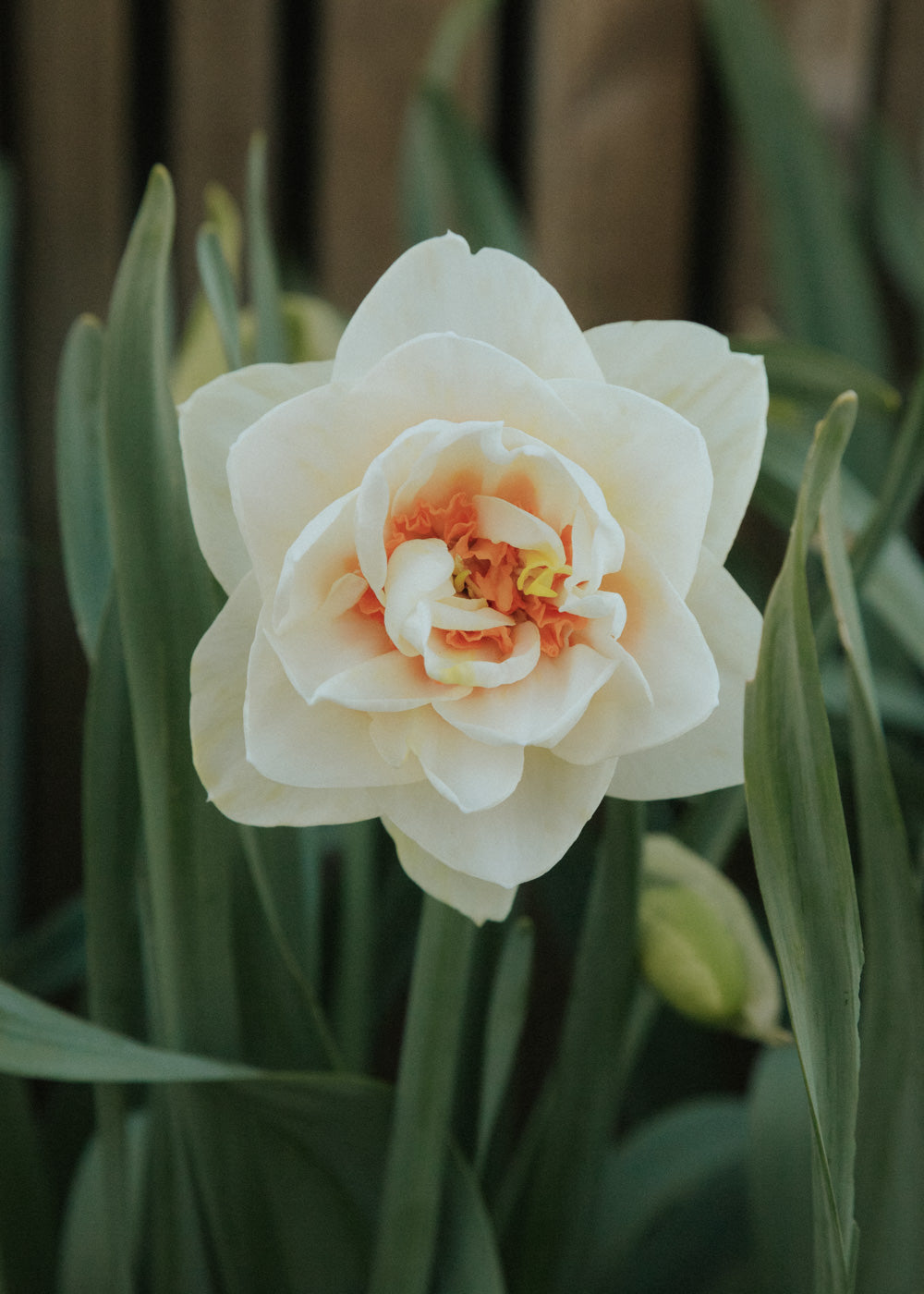 Narcissus - Gay Tabor