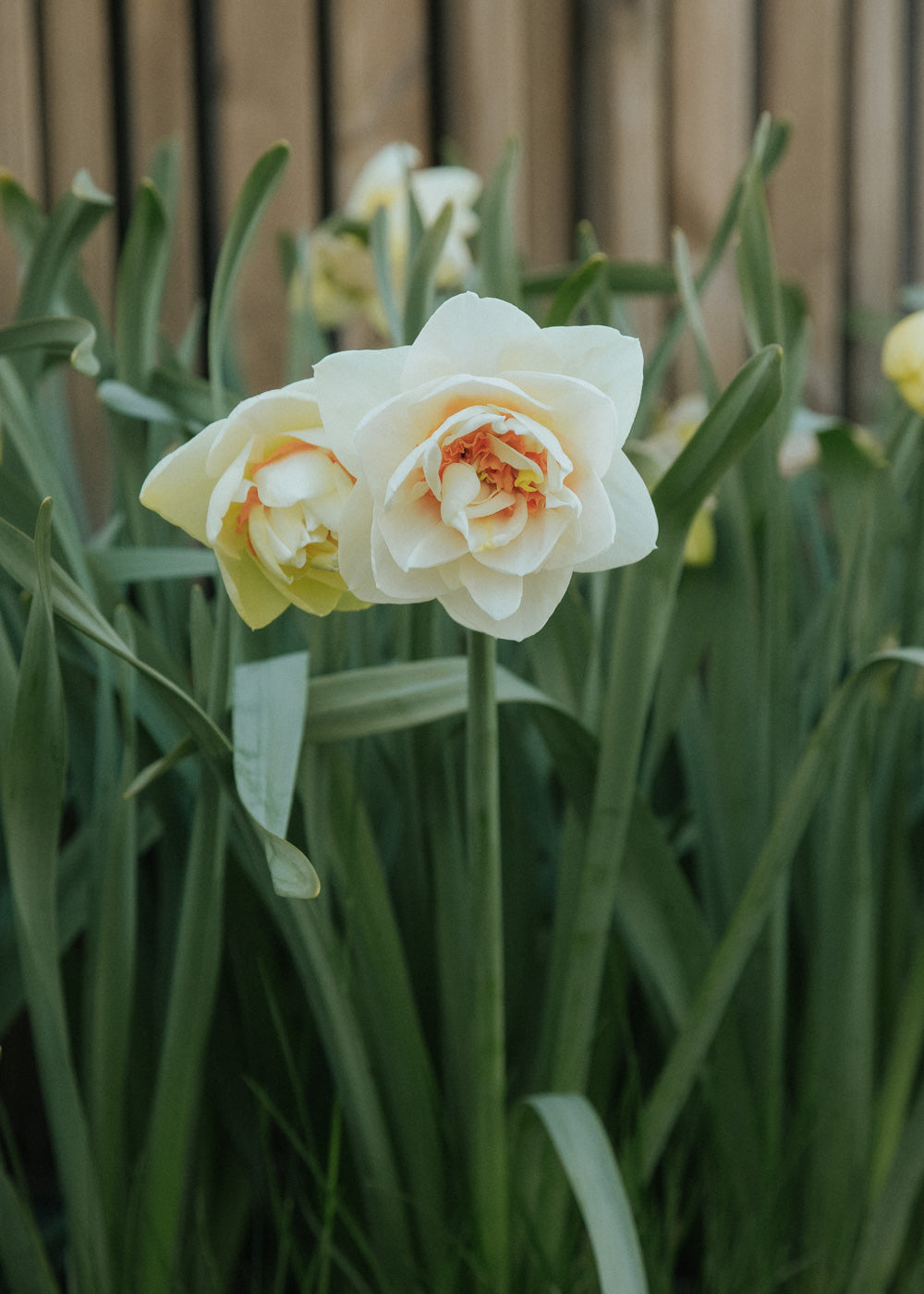 Narcissus - Gay Tabor